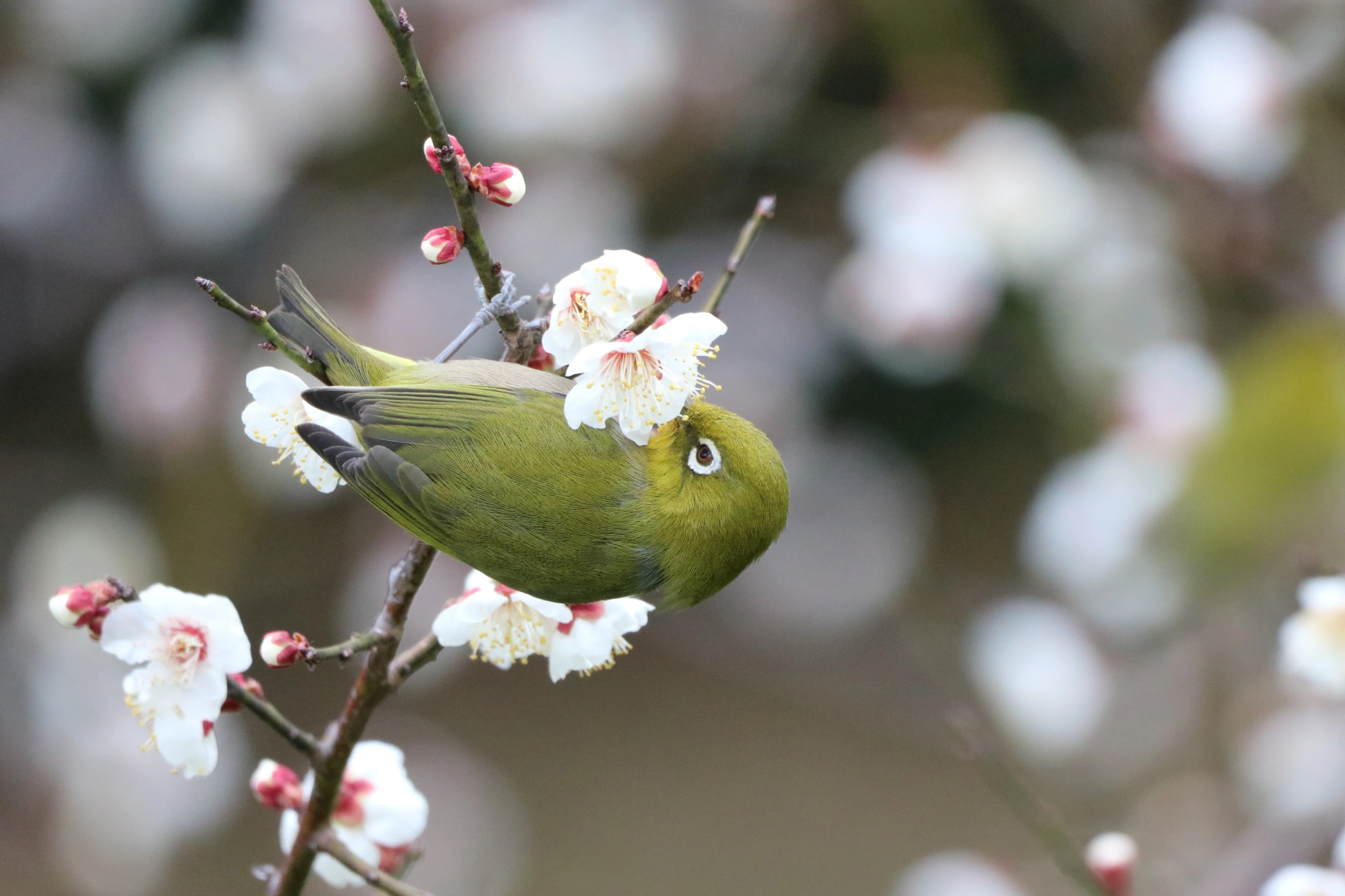 Stroll & Snaps Vol. 70: 梅の花の季節｜Strolling Ricky