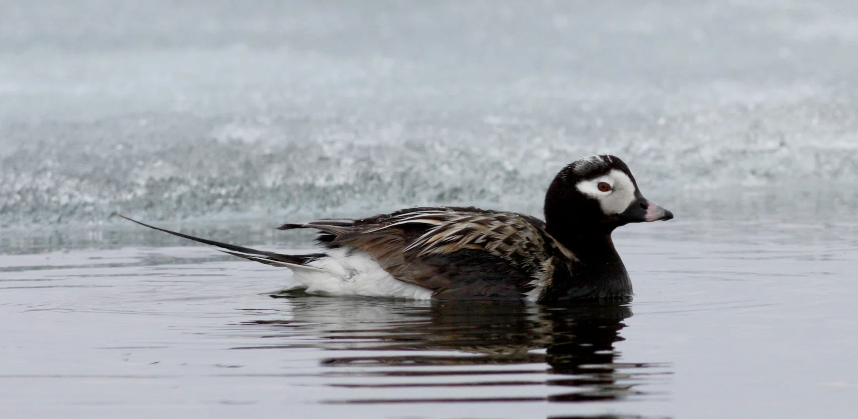 シカゴでバードウォッチング！】 Long-tailed Duck コオリガモ｜ローリー