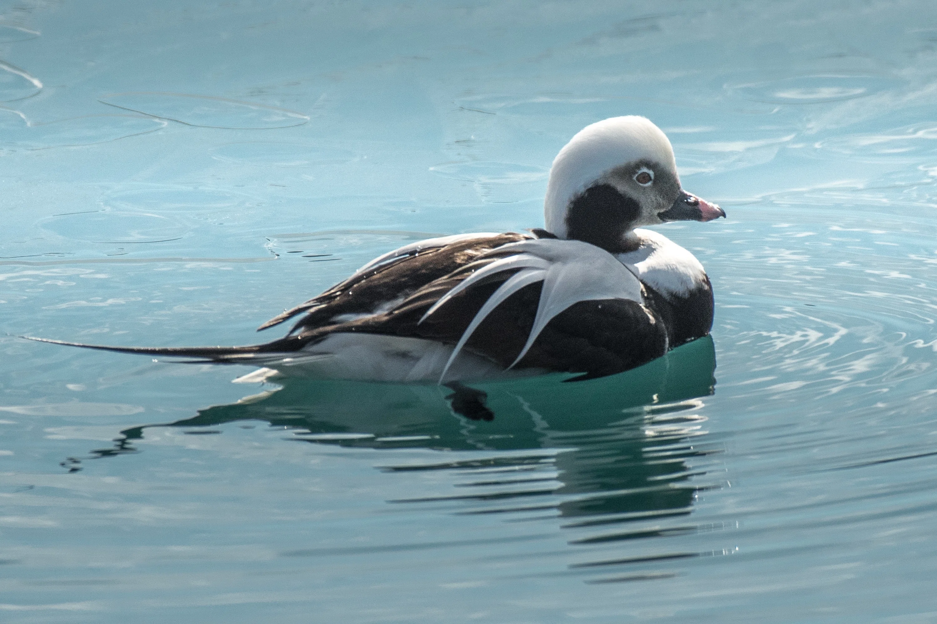 イッタラバード / Long tailed duck / コオリガモ 【公式通販】
