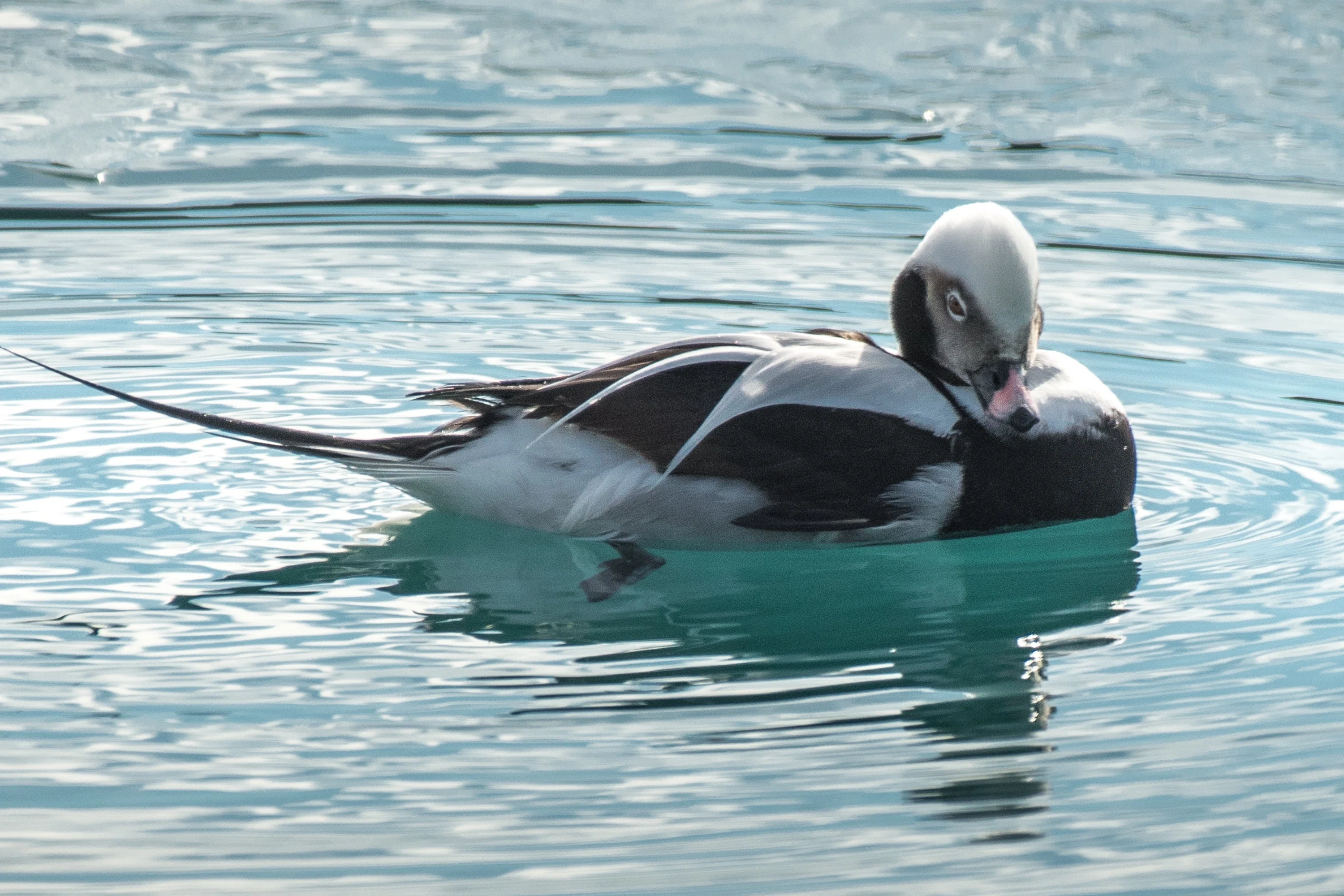 シカゴでバードウォッチング！】 Long-tailed Duck コオリガモ｜ローリー