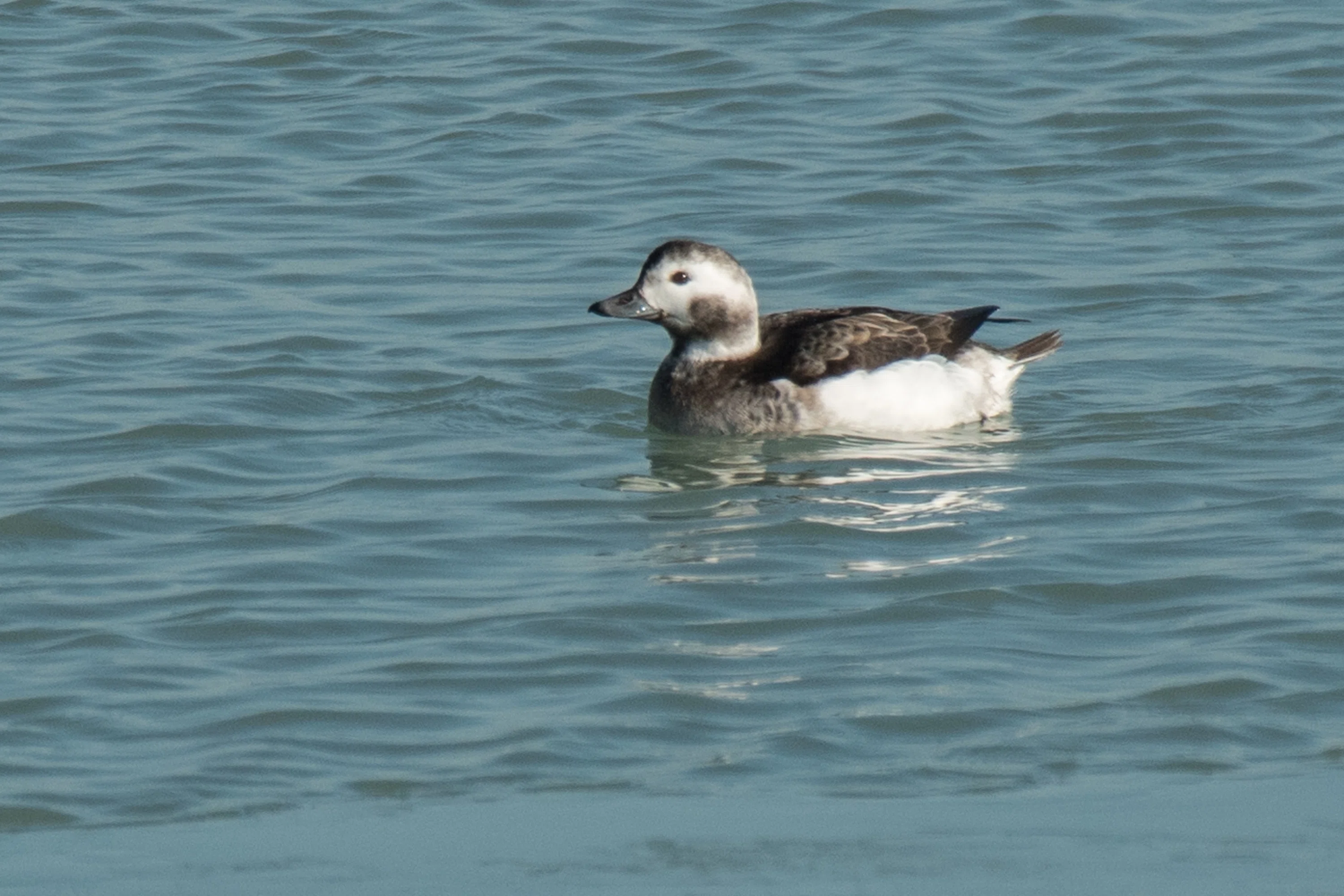 シカゴでバードウォッチング！】 Long-tailed Duck コオリガモ｜ローリー