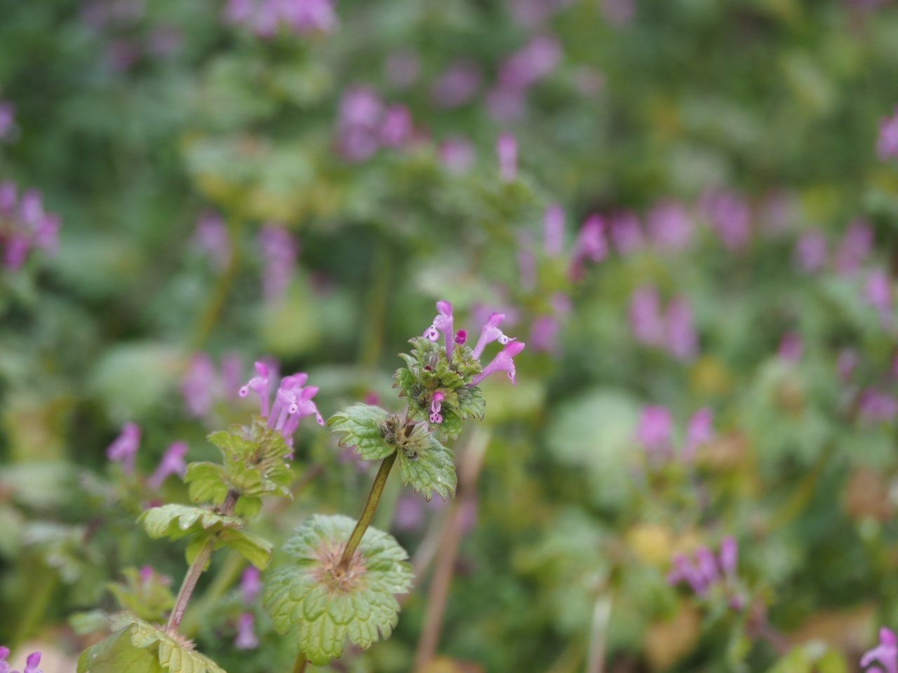 雑草という草はない（13）ホトケノザ｜こんとん
