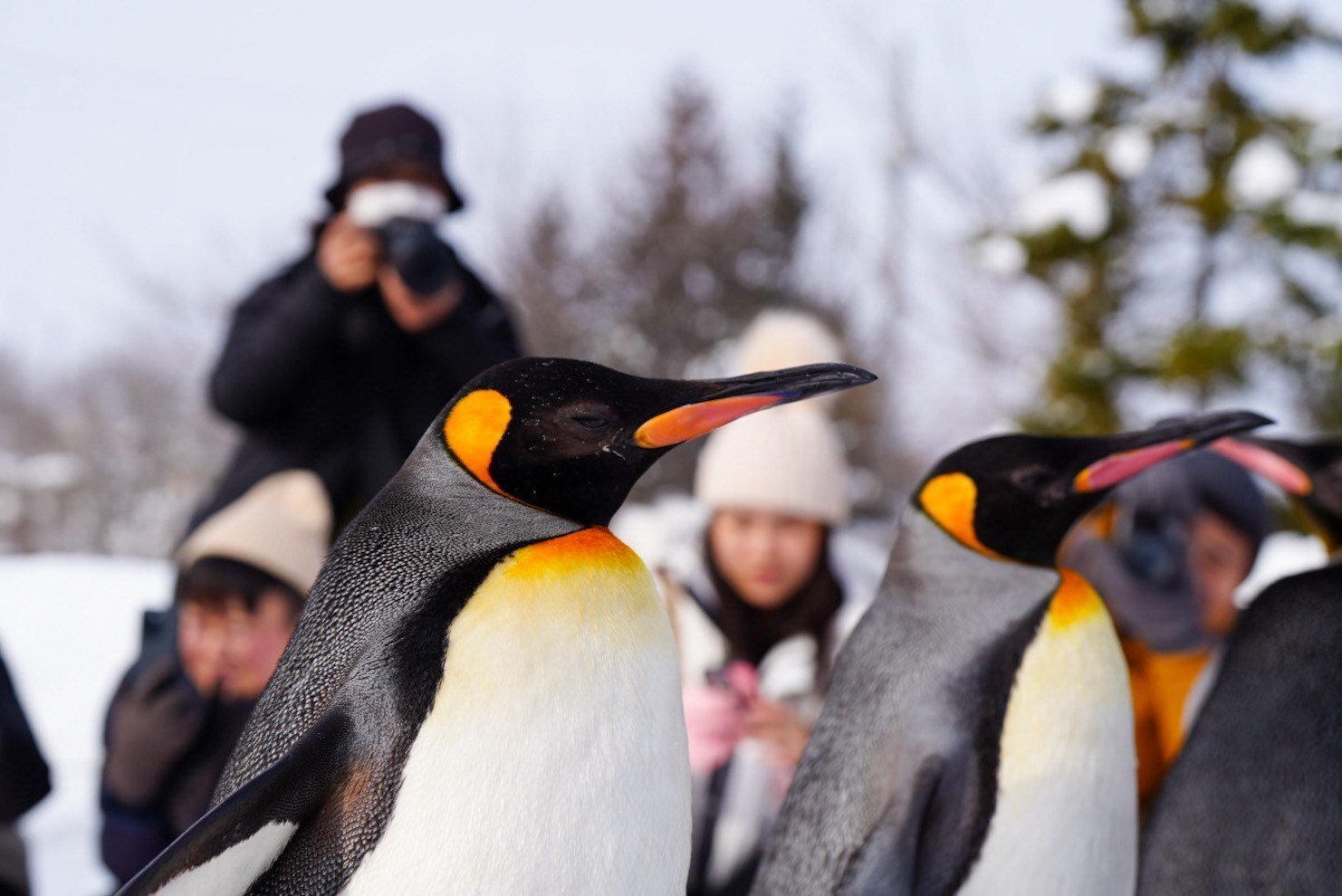 冬のペンギン散歩めぐり【北海道3館】｜haru