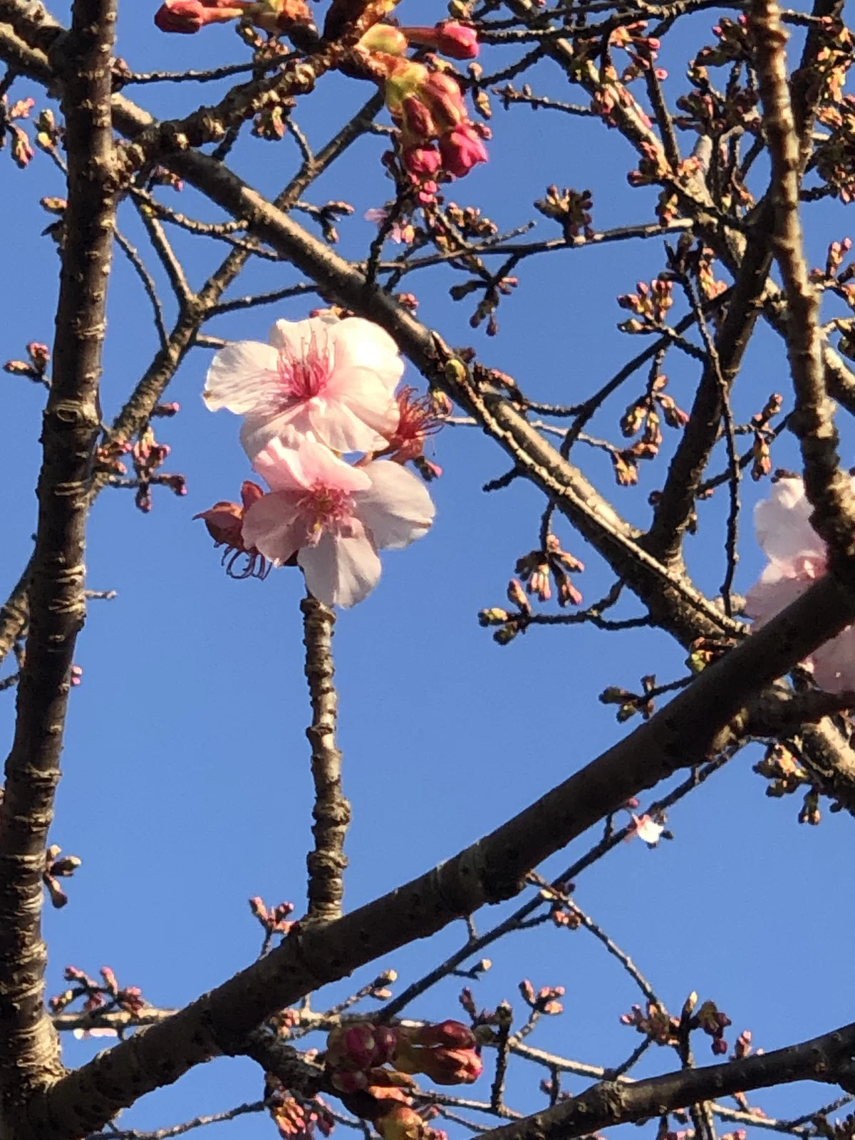 春一番🌸河津桜|魔笑のONna・りっち