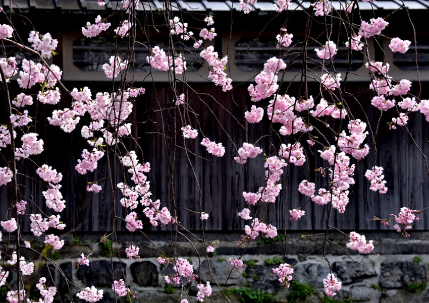 風景写真集 京の四季 風景写真集 京の四季 【公式通販】
