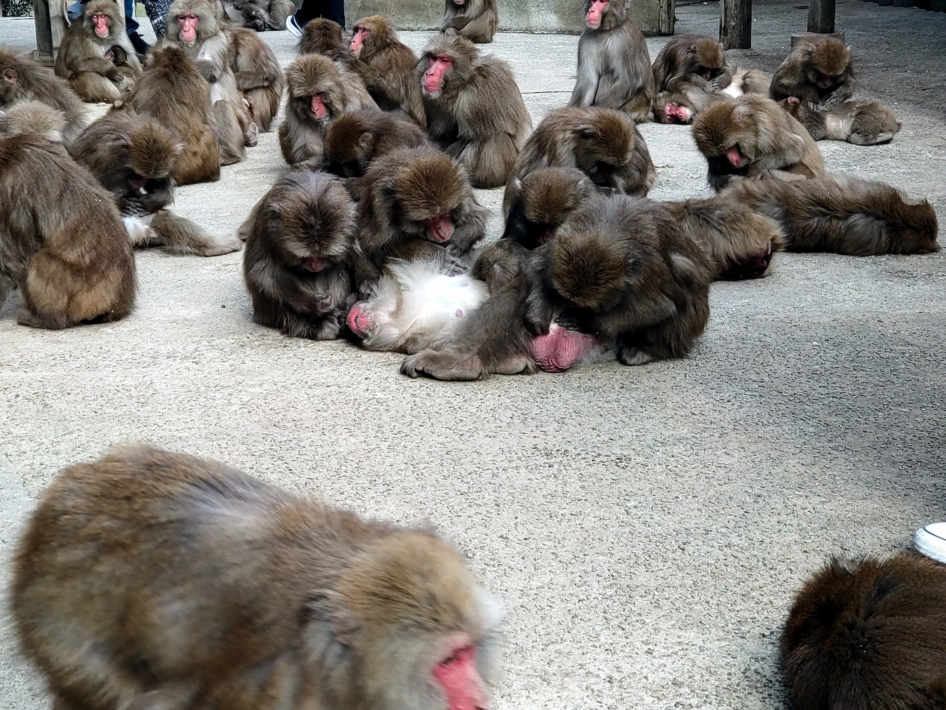 7🍡参加したいおサル達｜sora.11