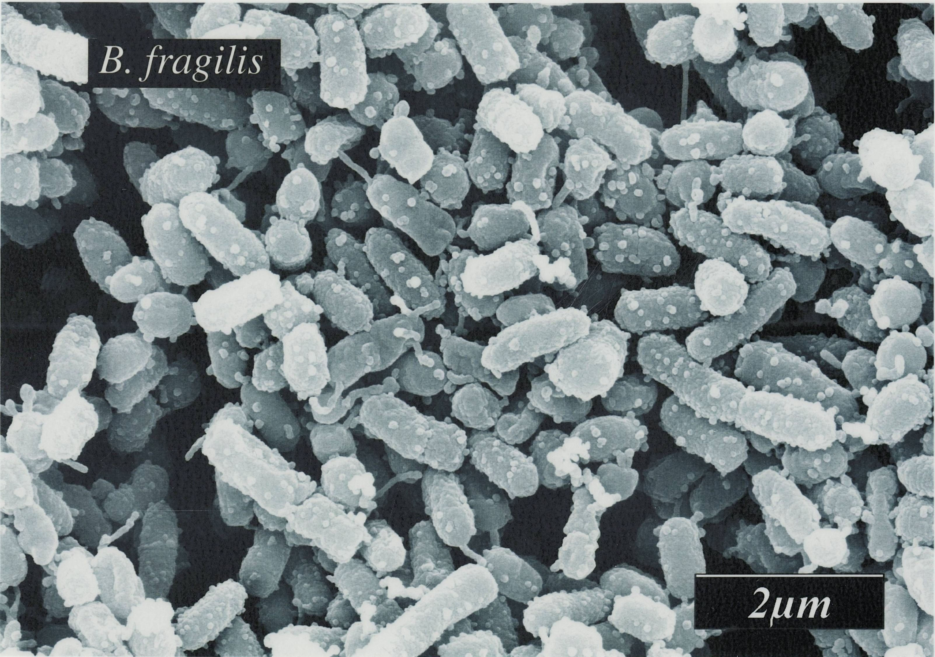 口腔常在菌の役割について｜東邦歯科診療所