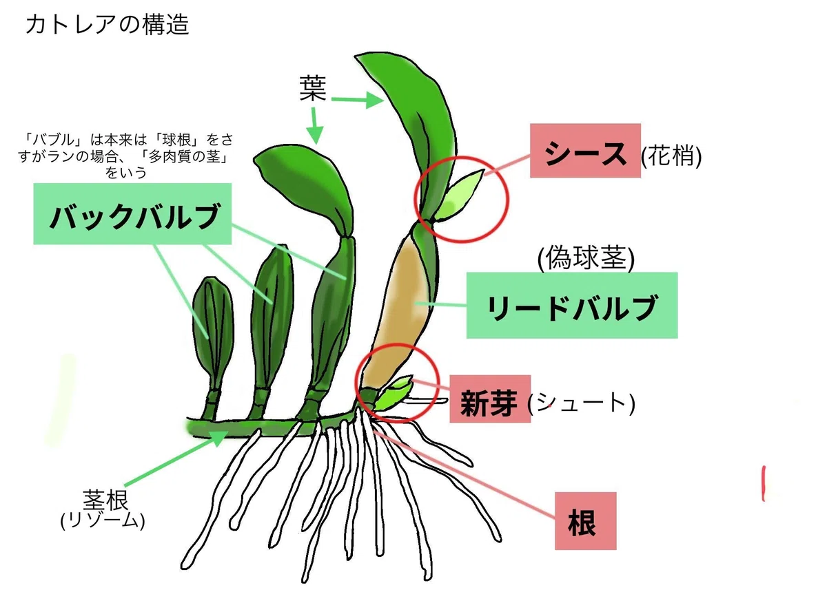 洋ランの女王“と呼ばれる「カトレア」ってどの様な花なのかなぁ? 勉強 