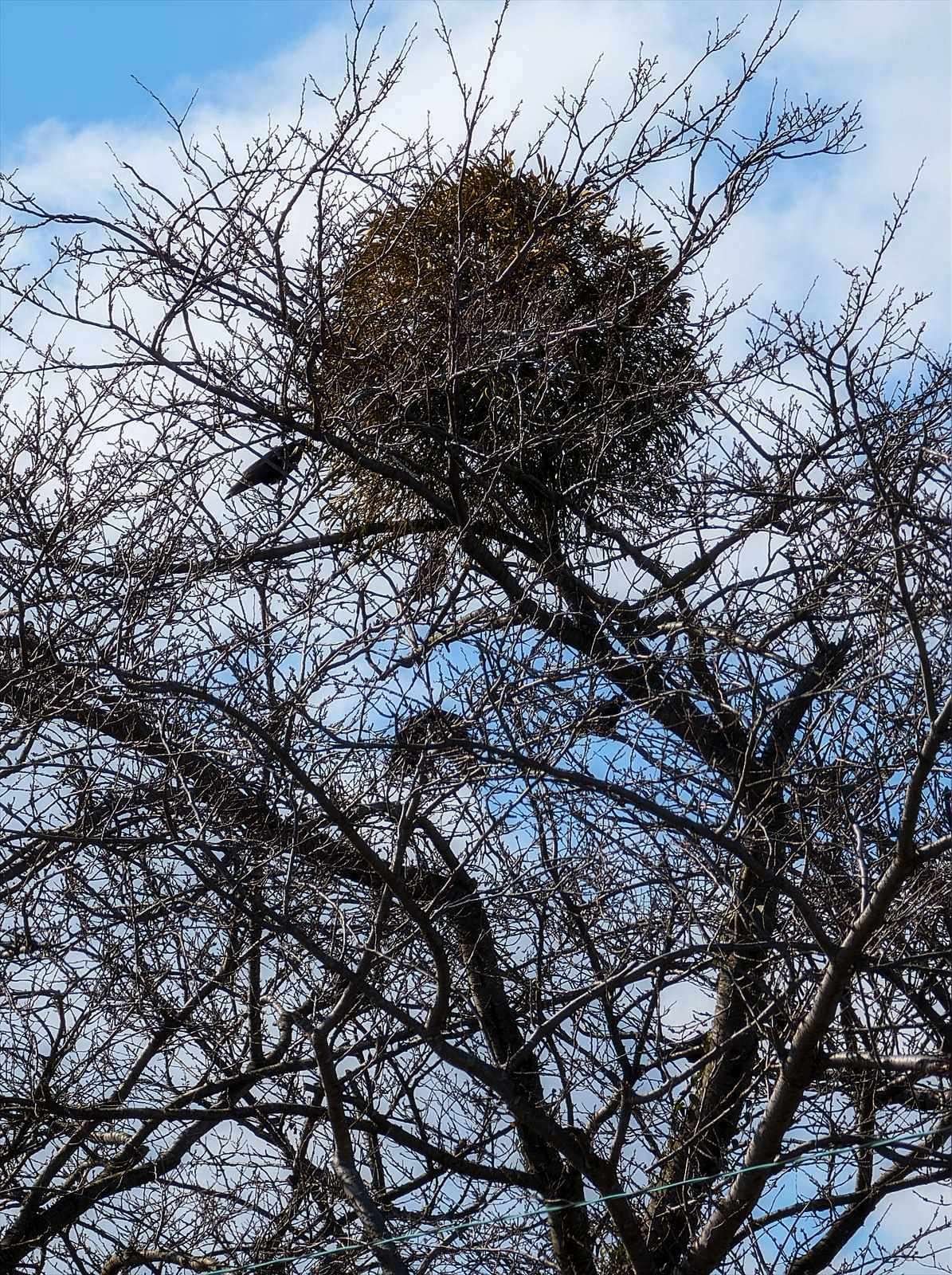 近所のヤドリギを見に行く｜annon