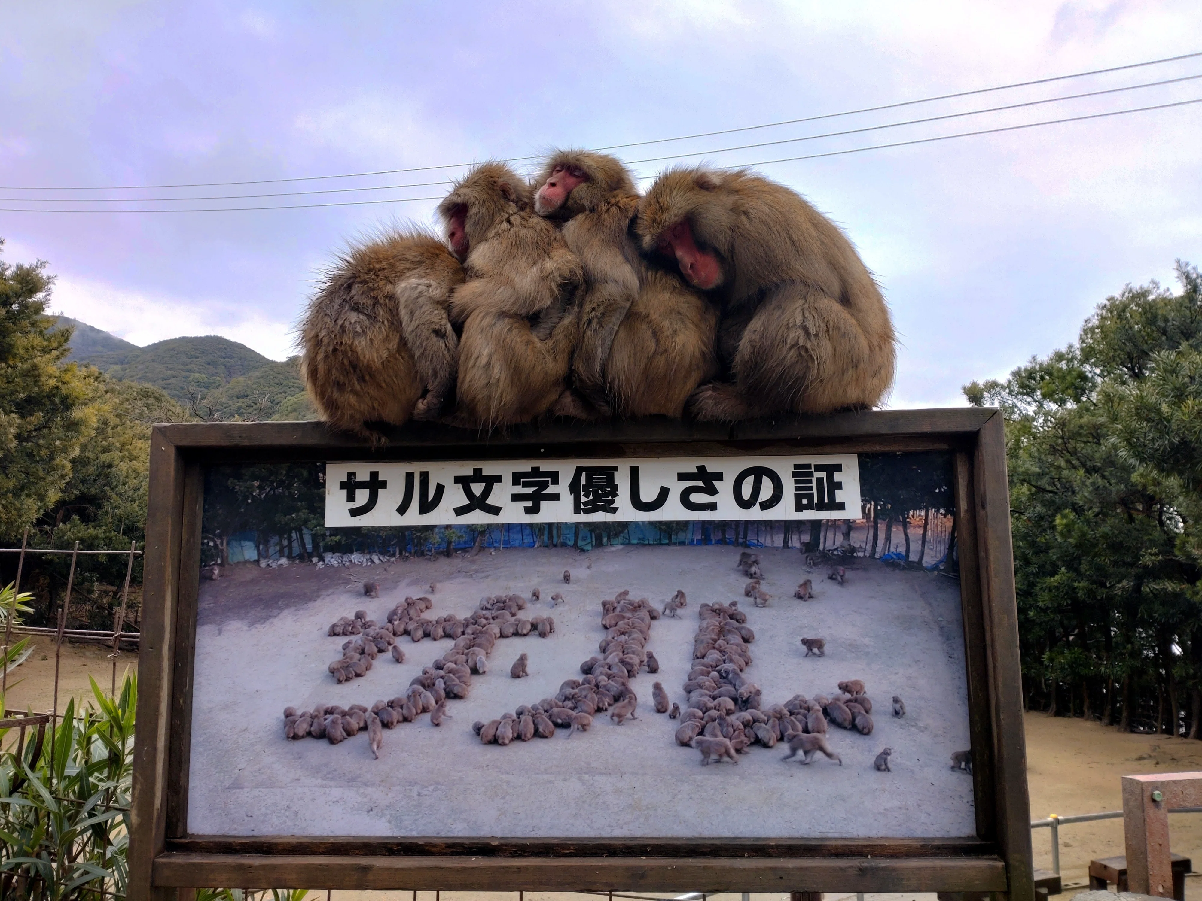 7🍡参加したいおサル達｜sora.11