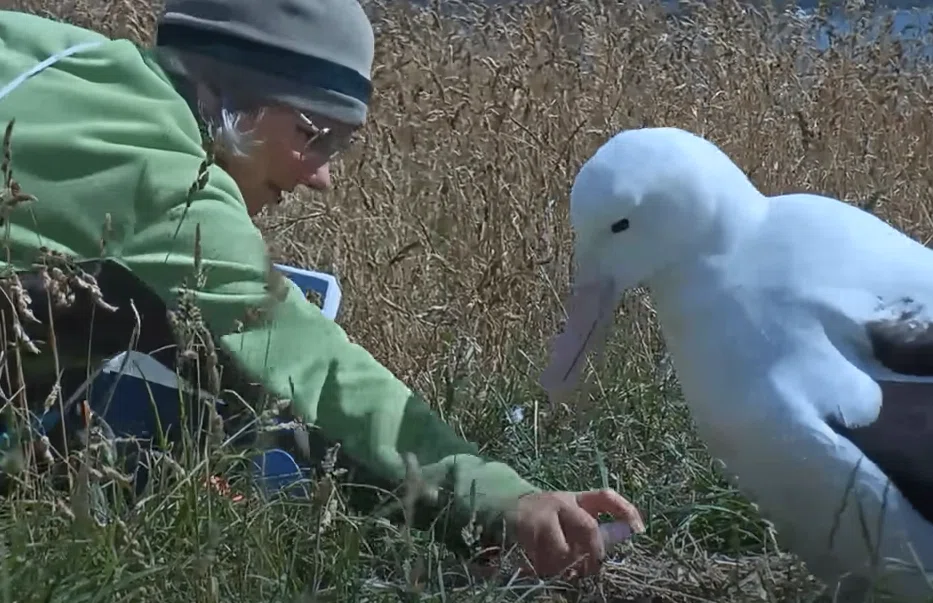 Albatross chick weight check! 300g 🥰 Ranger also provides parasite ...