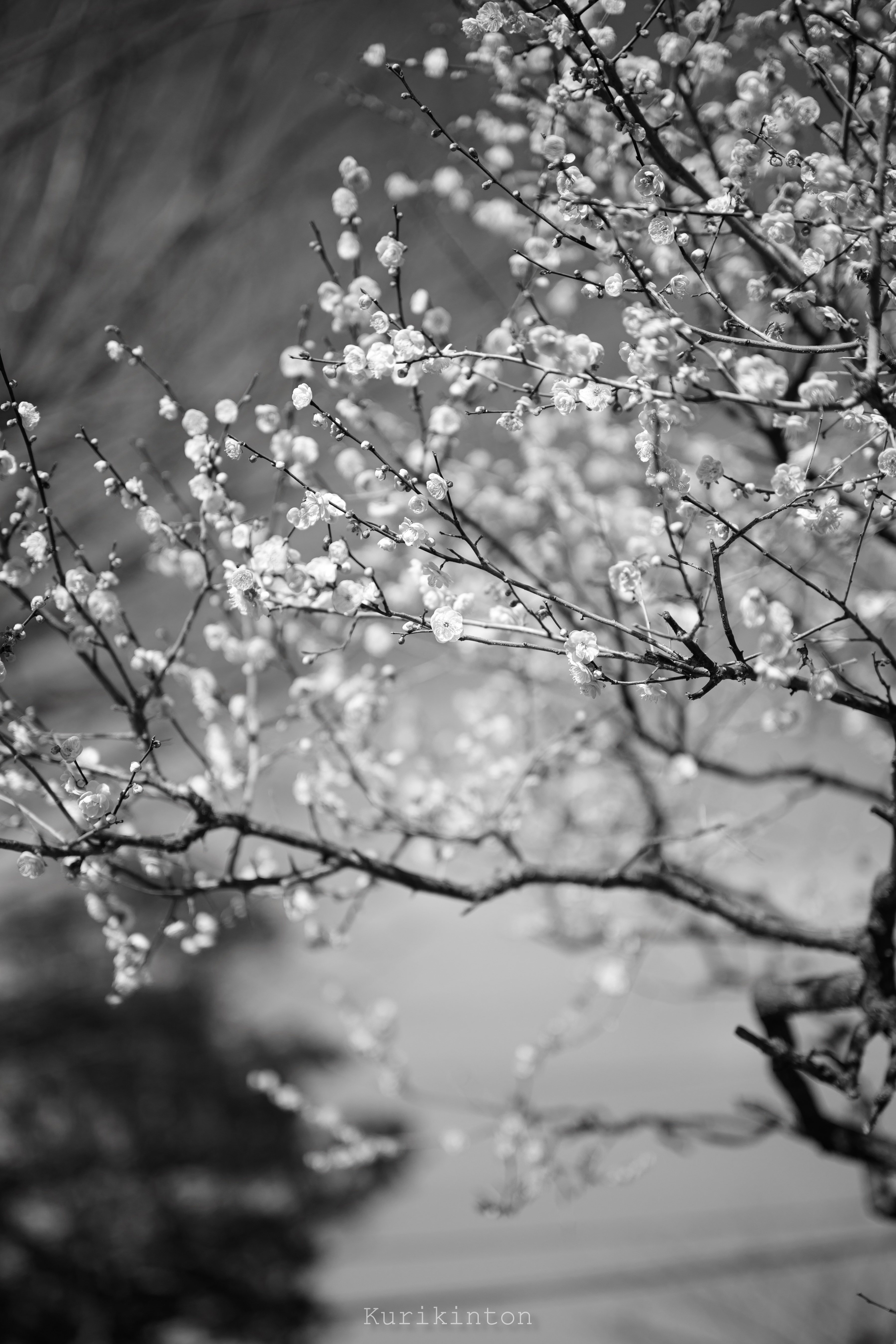 梅の撮影って難しくないか？？：Z50/1.2S＆Z85/1.2S｜栗きんとん