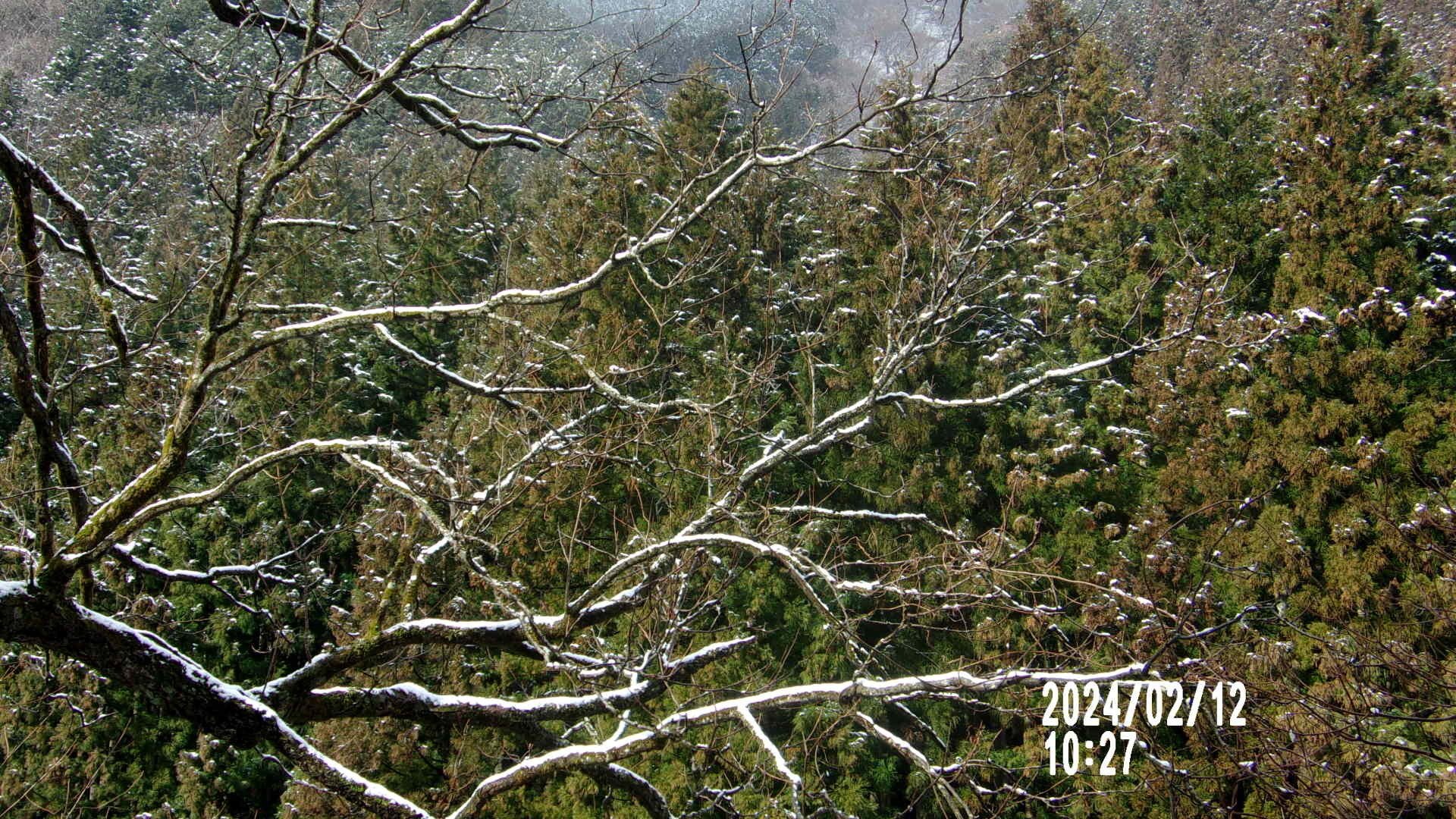 さざれ石 岐阜県 君が代 岐阜県根尾谷産『君が代さざれ石』 | 東京書芸館公式通販ウェブサイト