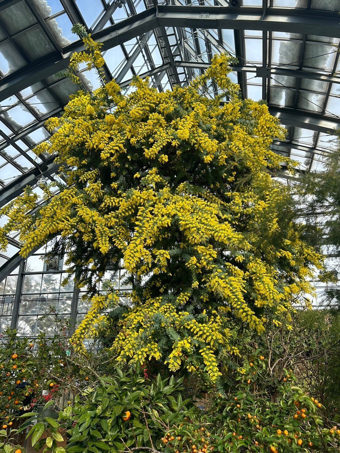 ミモザ鑑賞と絵本『ミモザ』ご紹介｜佐賀のり子 絵本探求家の自由研究