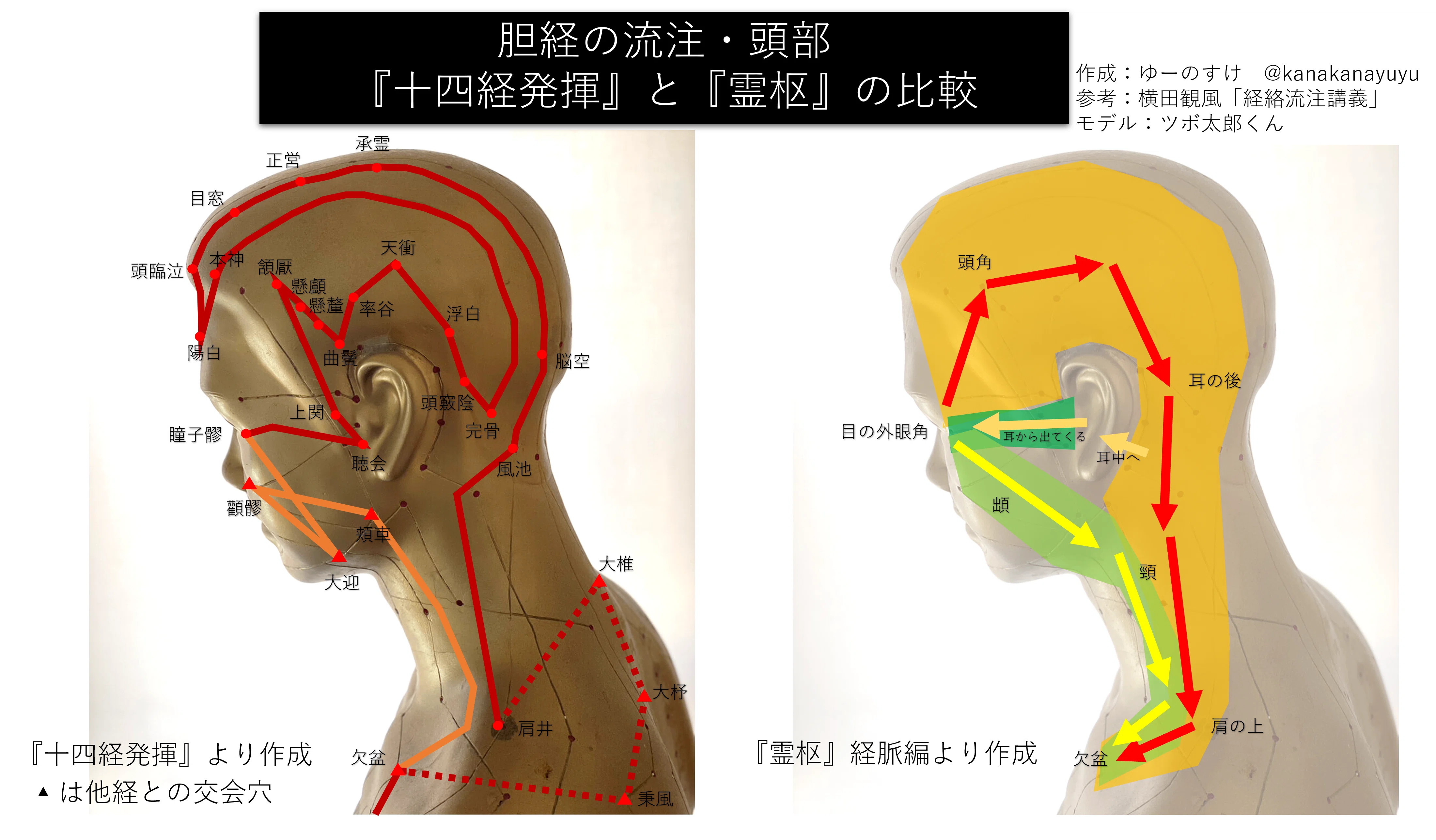なぜ頭の胆経の流注はジグザグなのか？｜ゆーのすけ@鍼灸家via経絡治療
