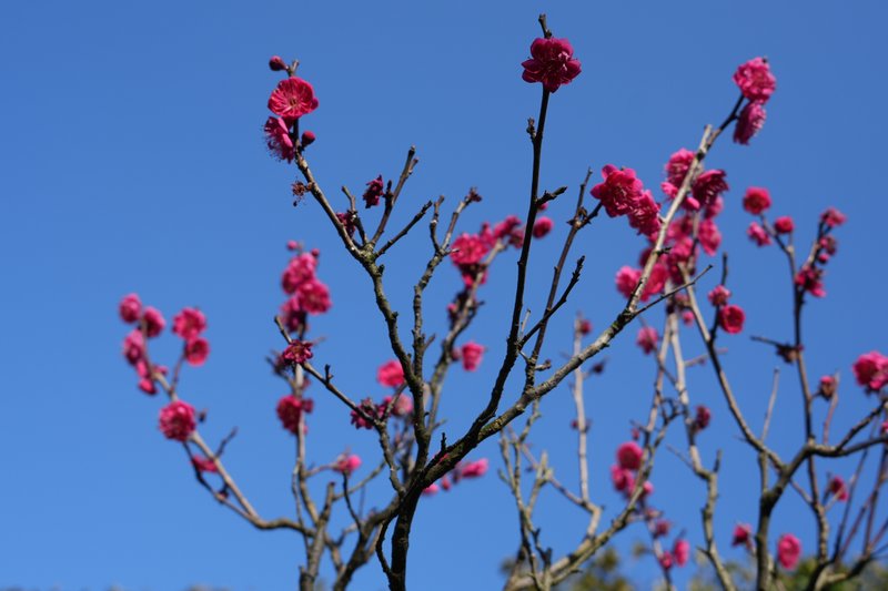 真っ青な空と鮮やかな梅の花