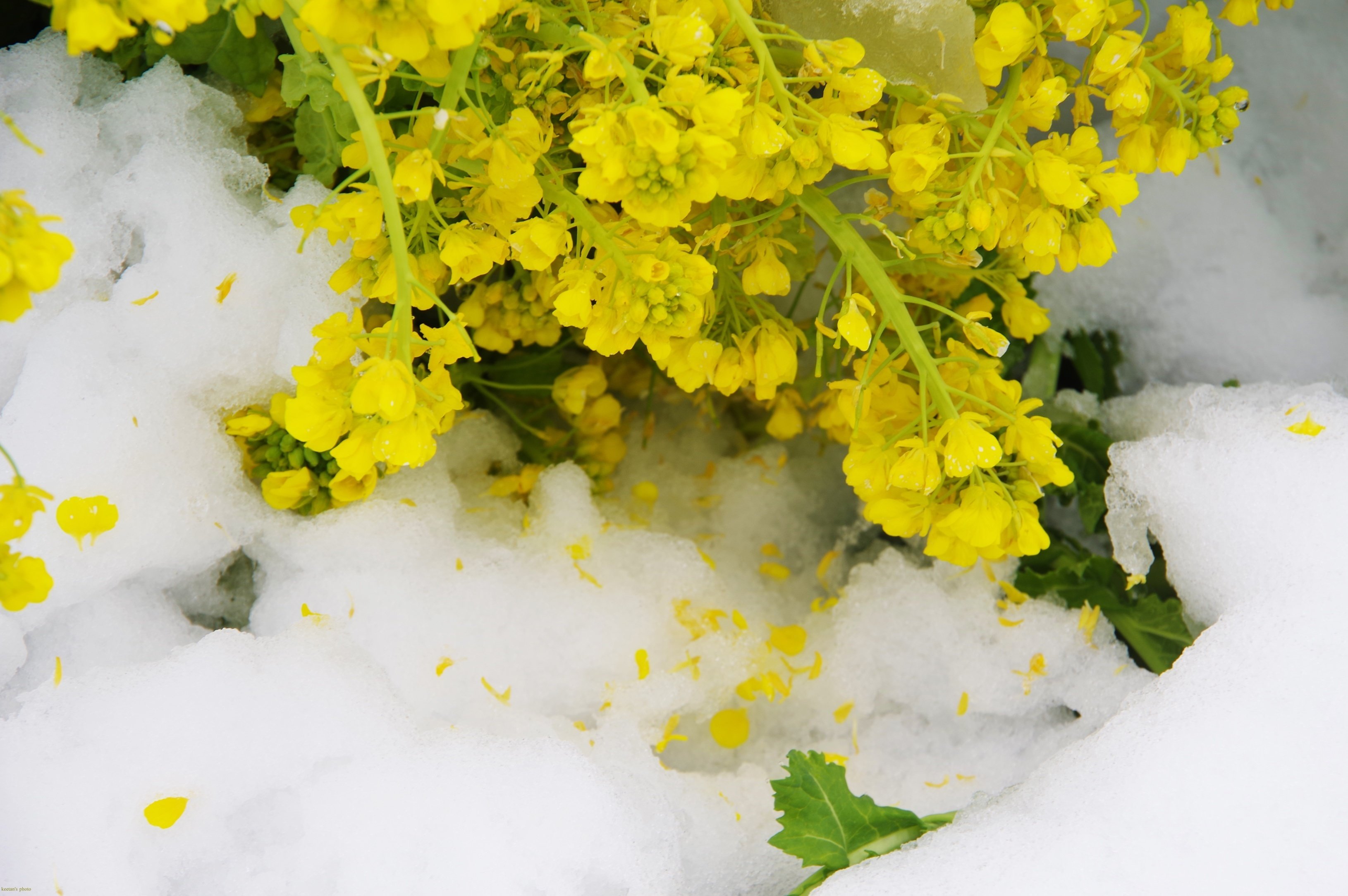 雪の菜の花畑 写真素材 [ 4829833 ] - フォトライブラリー photolibrary