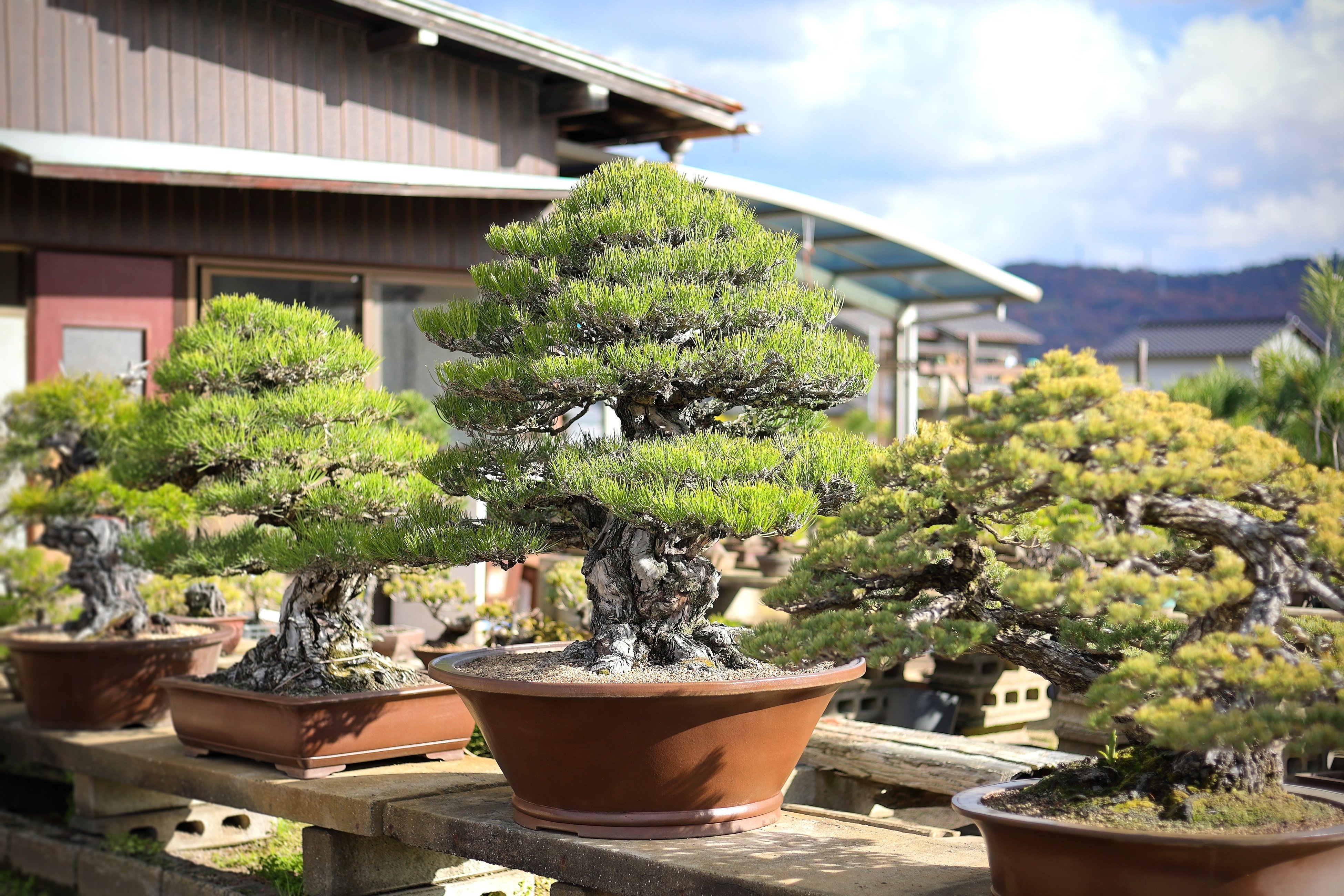 預け盆栽×NFTの展望と課題｜盆栽マン