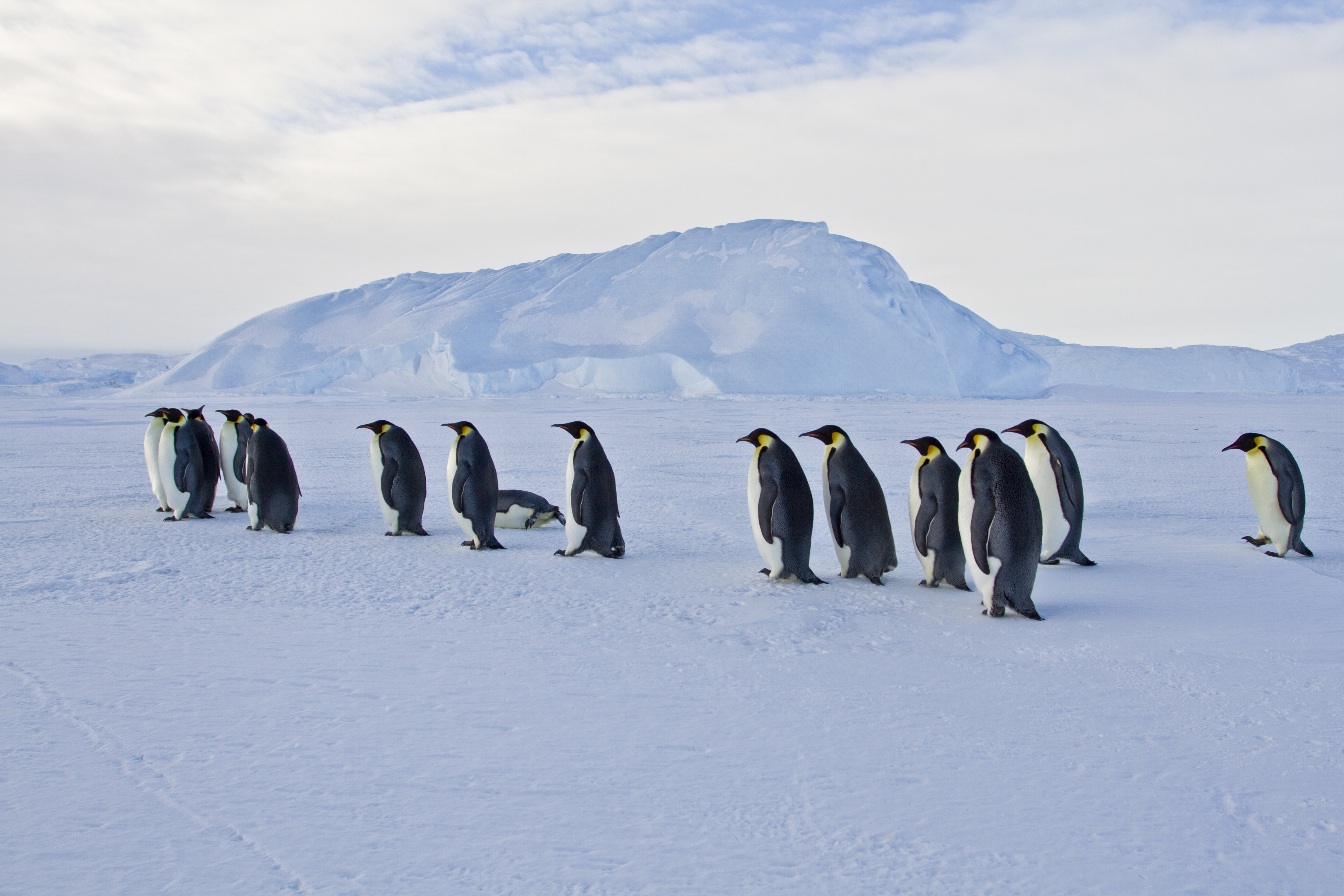 皇帝ペンギン南極物語②200キロの大行進｜SUNMARK WEB