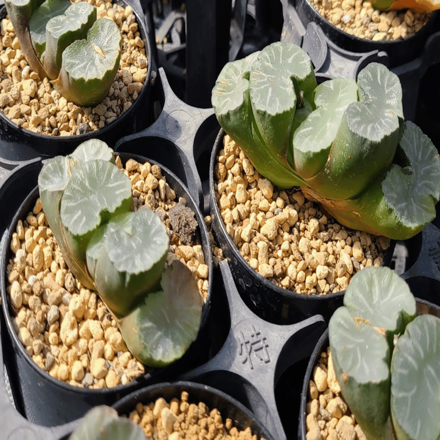 緑の宝石と呼ばれる多肉植物ハオルチア｜可愛く元気に育てて癒しの空間