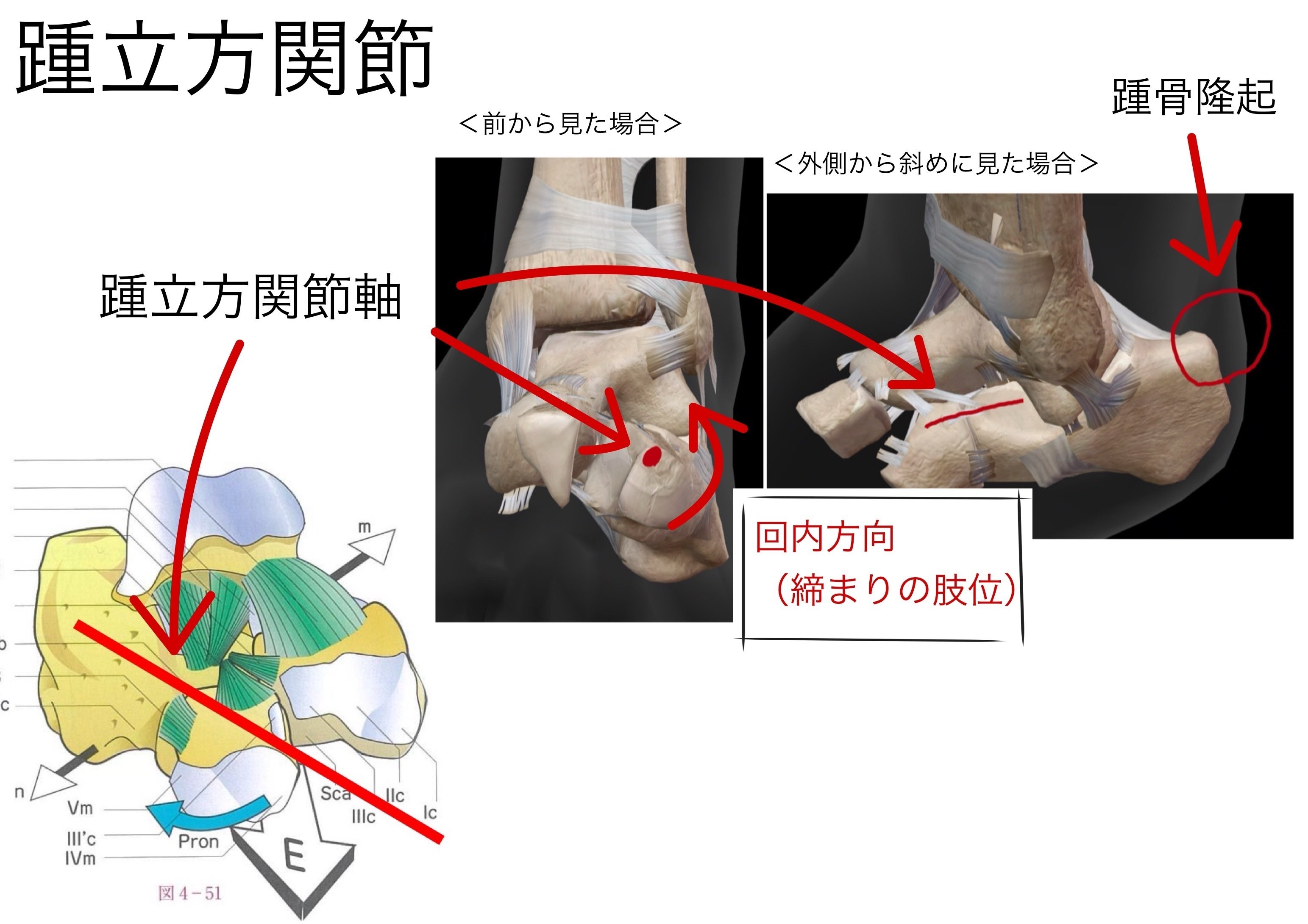 解剖学的足モデル成人骨格靭帯足首関節解剖学モデル
