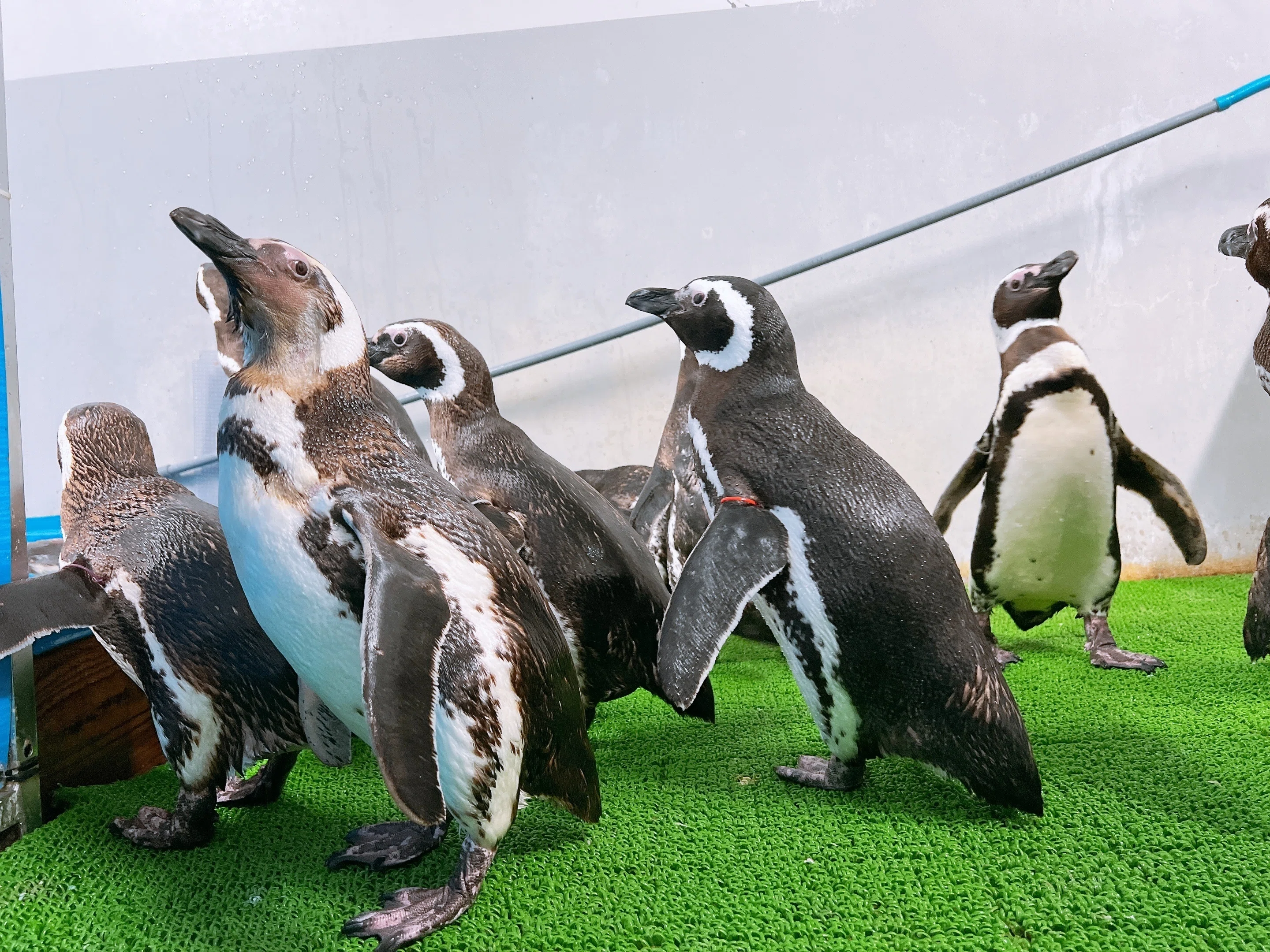 ペンギン様　6kg のとじまのマゼランペンギンの近況報告｜上越市立水族博物館 うみがたり