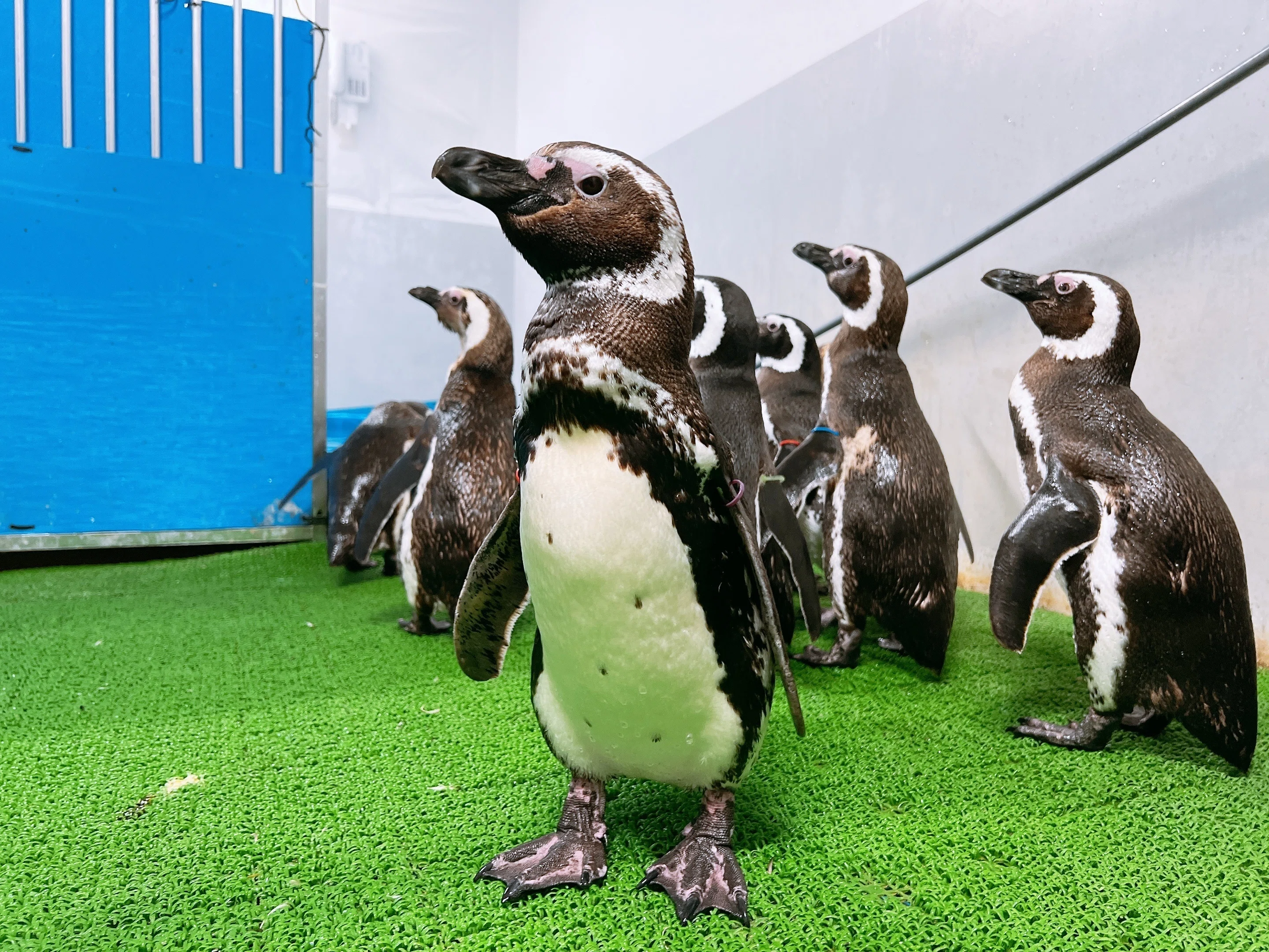 のとじまのマゼランペンギンの近況報告｜上越市立水族博物館 うみがたり