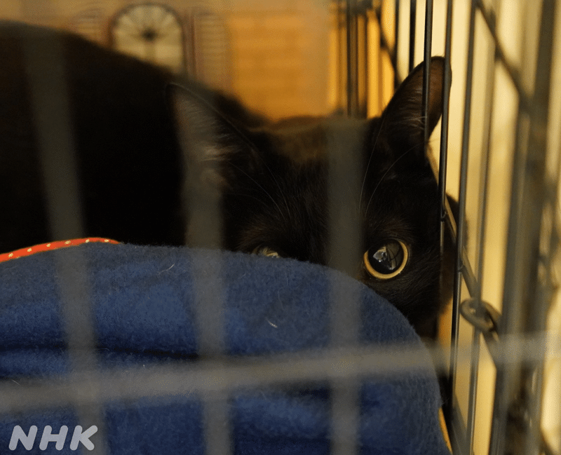 ゲージの毛布の陰から緊張した様子でこちらを見ている黒猫。
