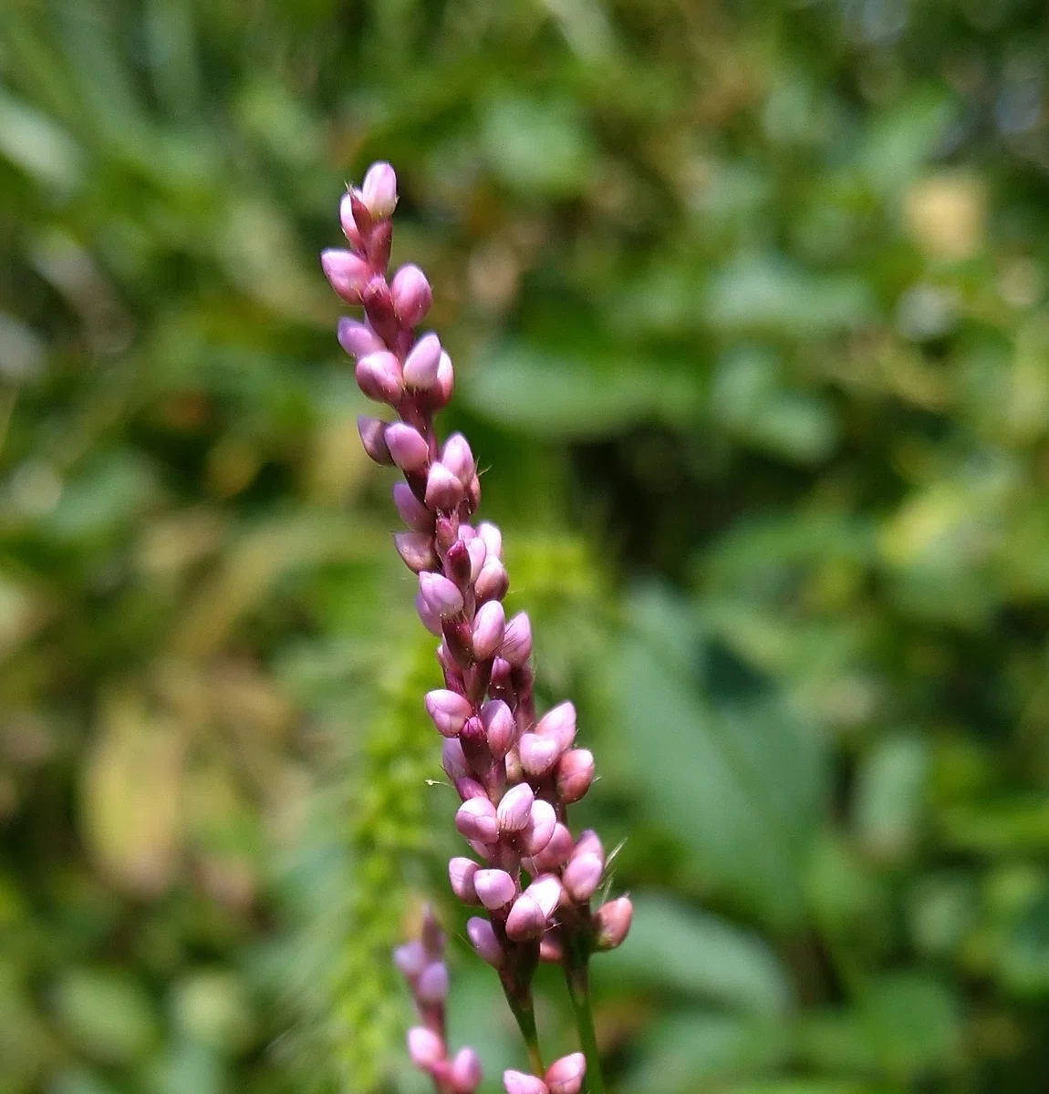 蓼(たで)食う虫も好き好き - 日本の植物図鑑~懐かしい草花~