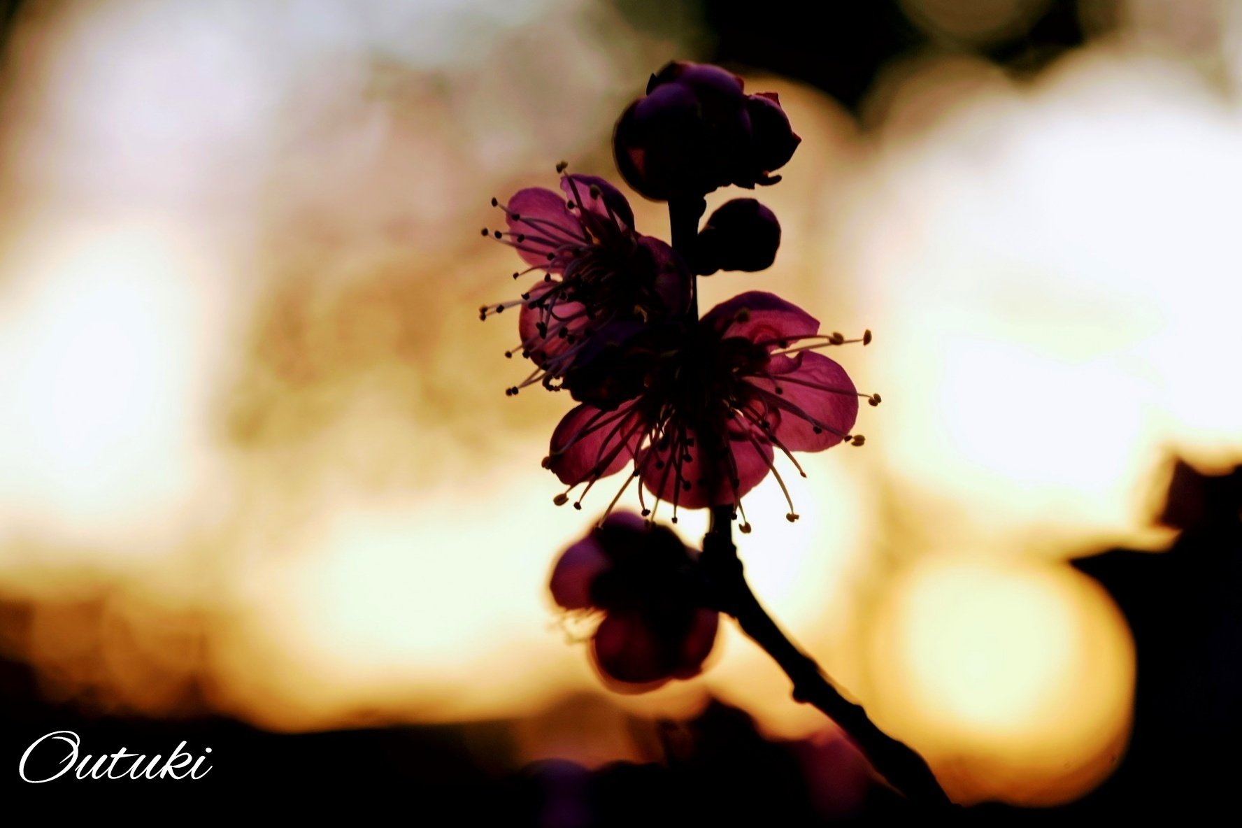 夕暮れ時の梅の花｜桜月