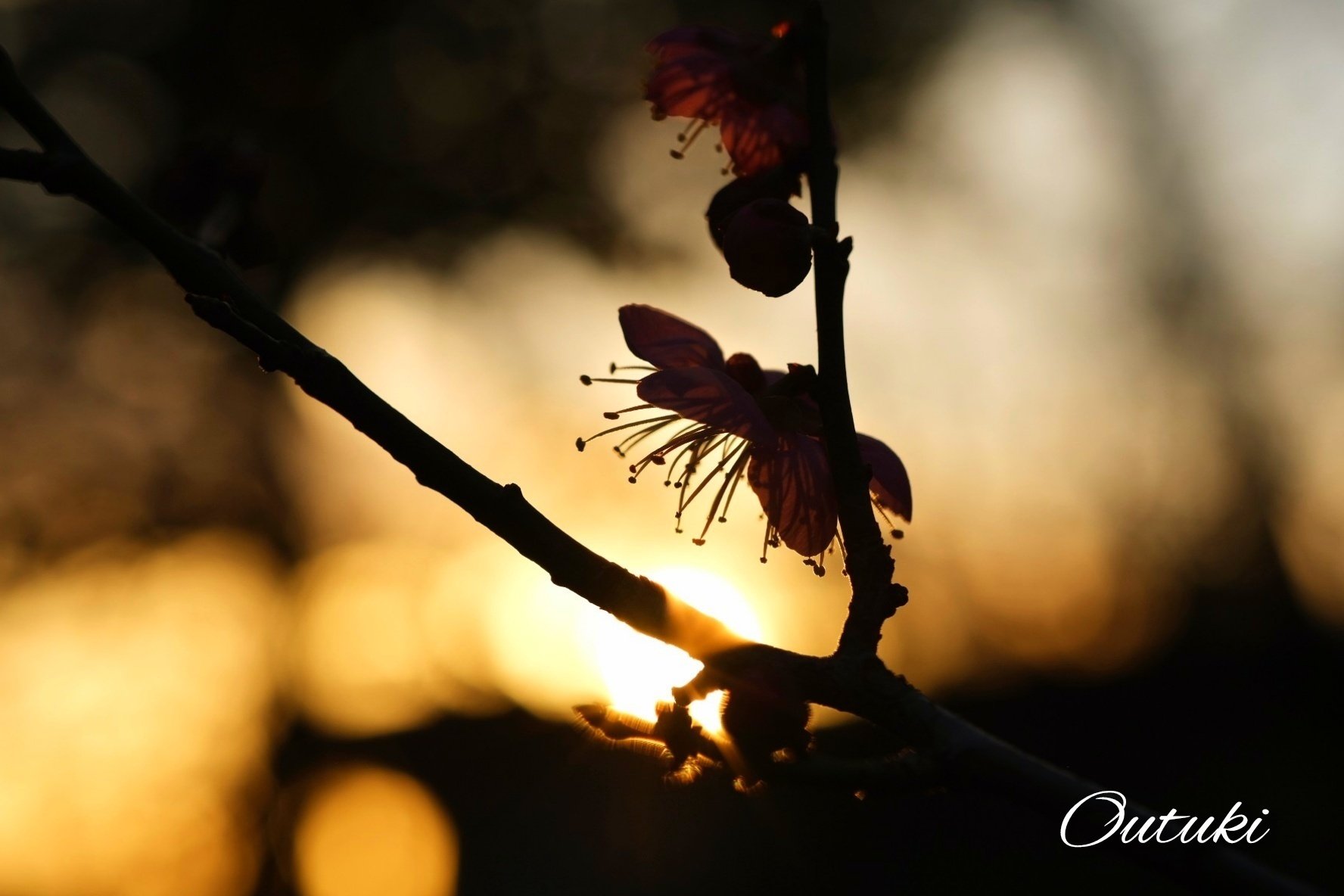 夕暮れ時の梅の花｜桜月