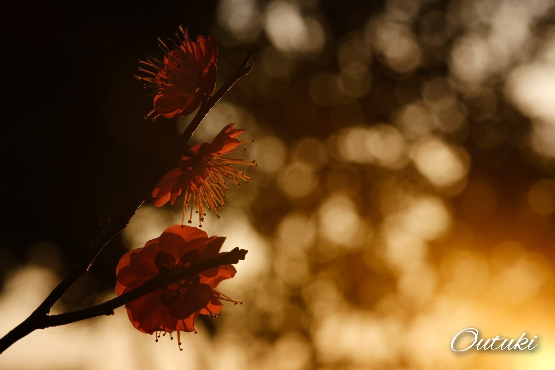 夕顔 杏の花 梅の花 など絵の掛け軸6点まとめ売り 夕顔 杏の花 梅の花 など絵の掛け軸6点まとめ売り 夕顔 杏の花 梅の花