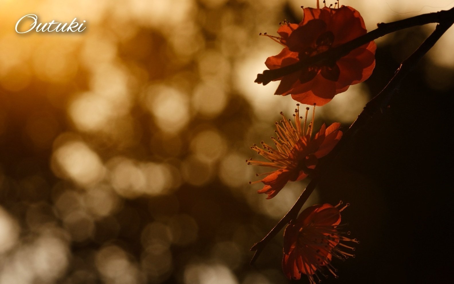 夕暮れ時の梅の花｜桜月