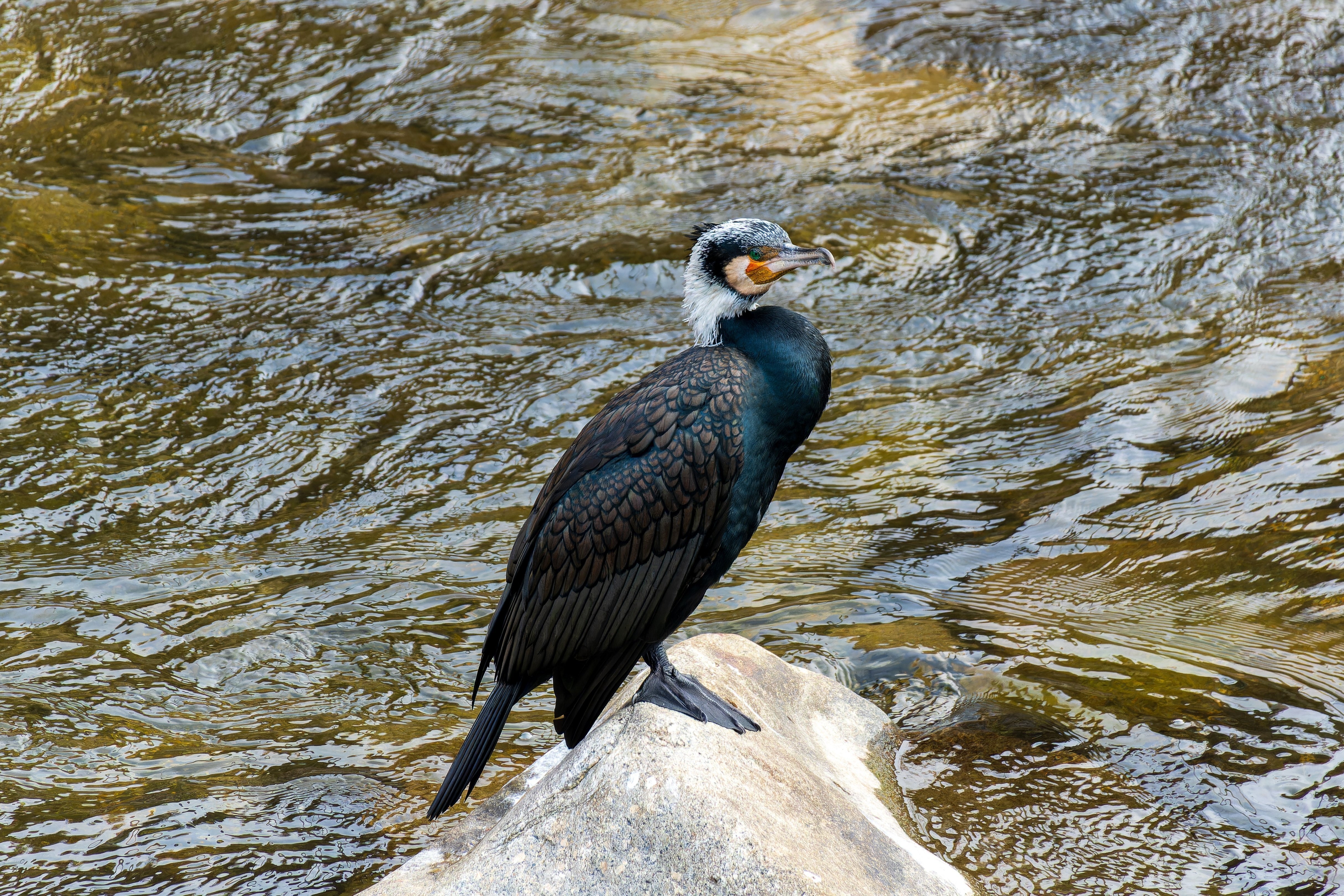 2024/2/14の野鳥(遠かったハイタカ、繁殖羽のカワウ、マガモ(雌)など