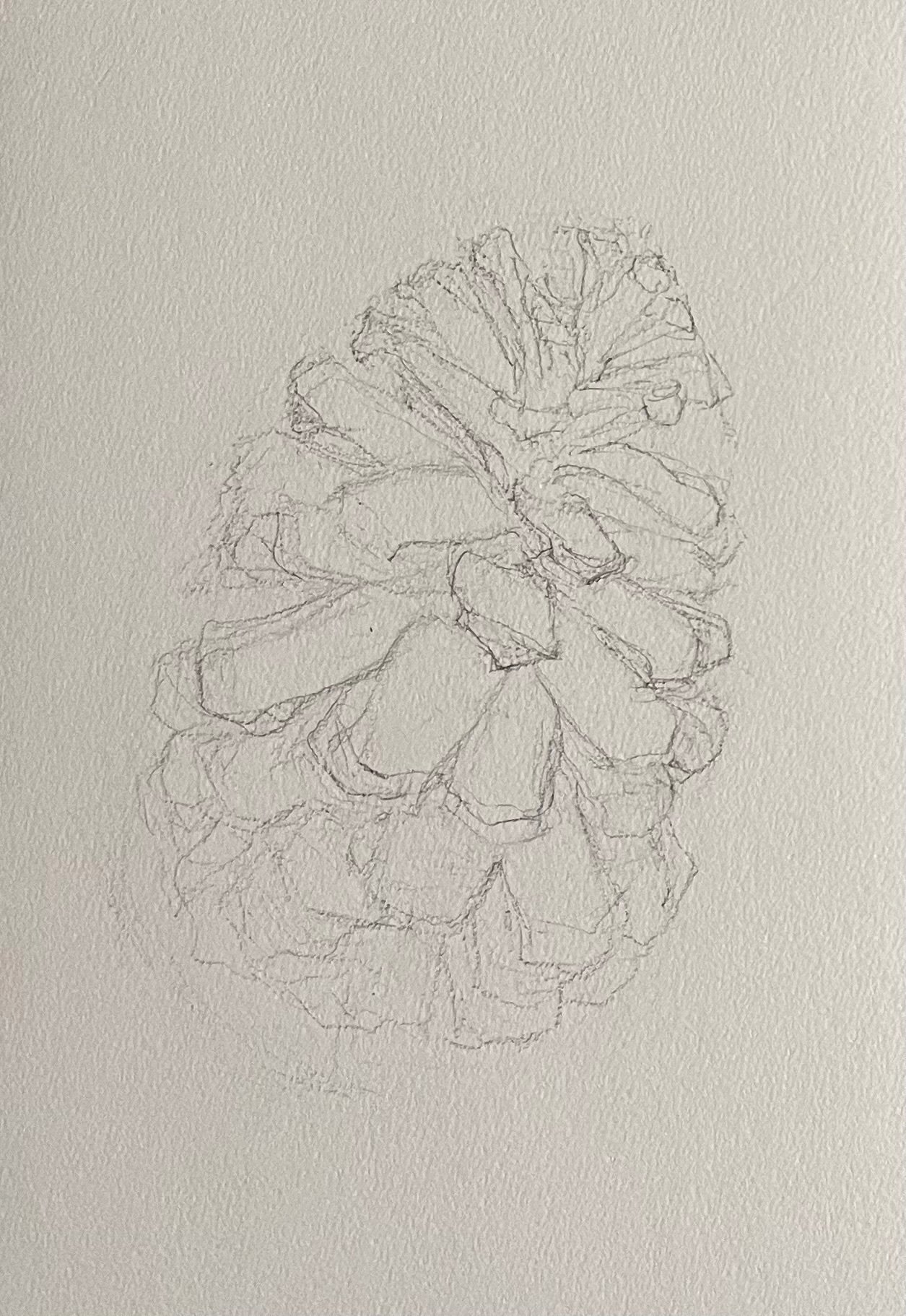 松ぼっくりを描く｜水沼