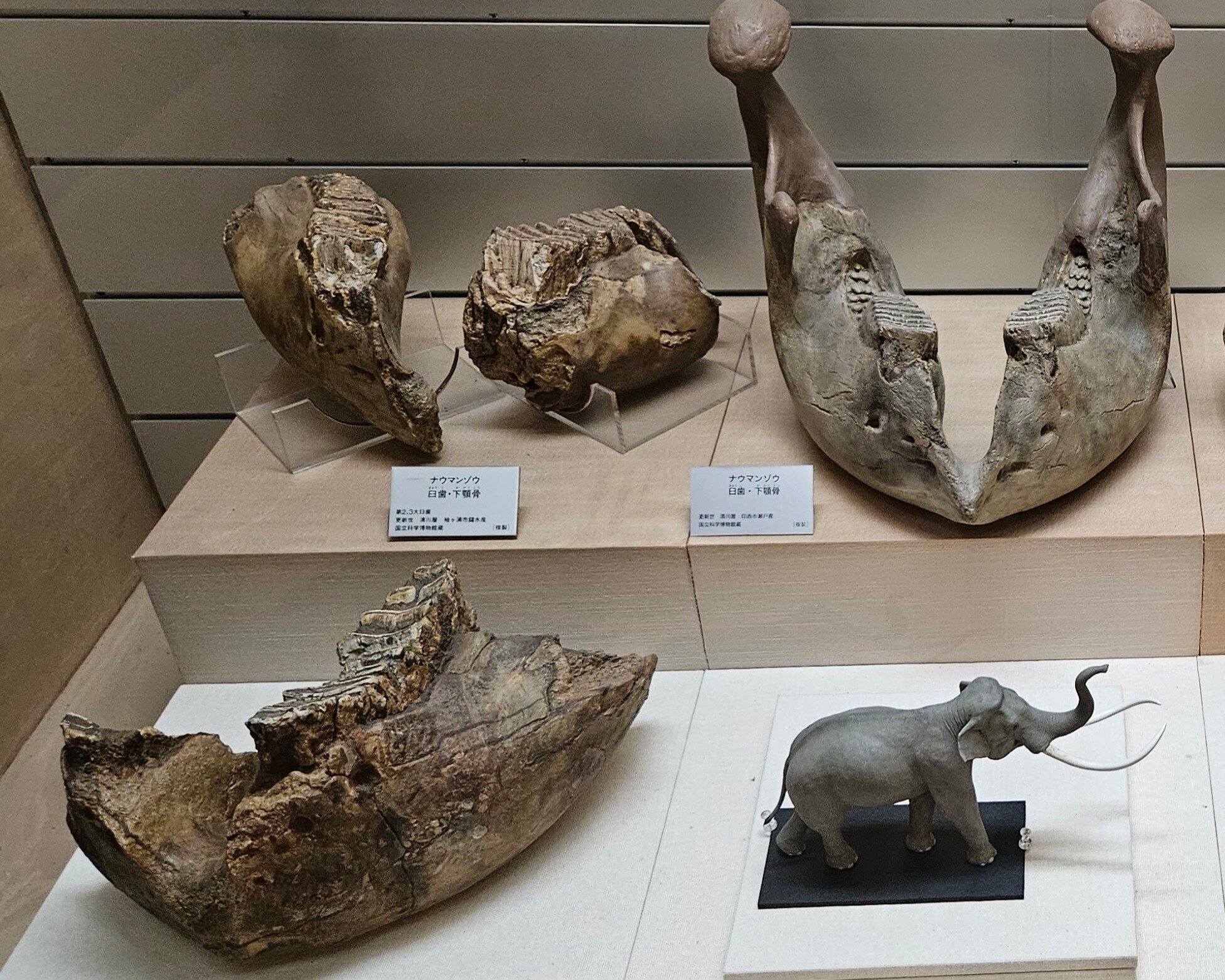 全国自然博物館の旅【25】千葉県立中央博物館｜美原さつき
