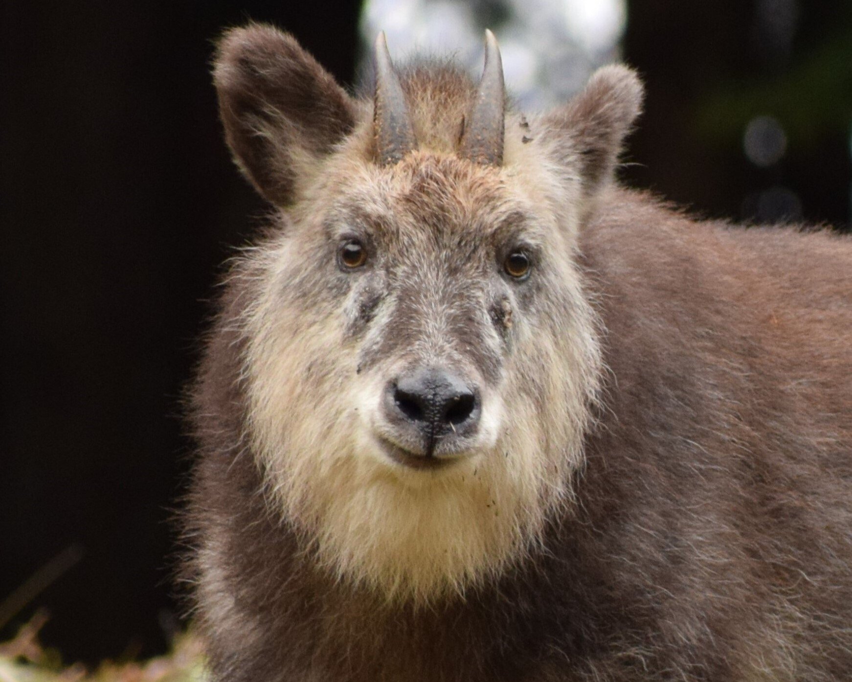 ニホンカモシカの推しポイント｜海老八光(Hakko Ebi)