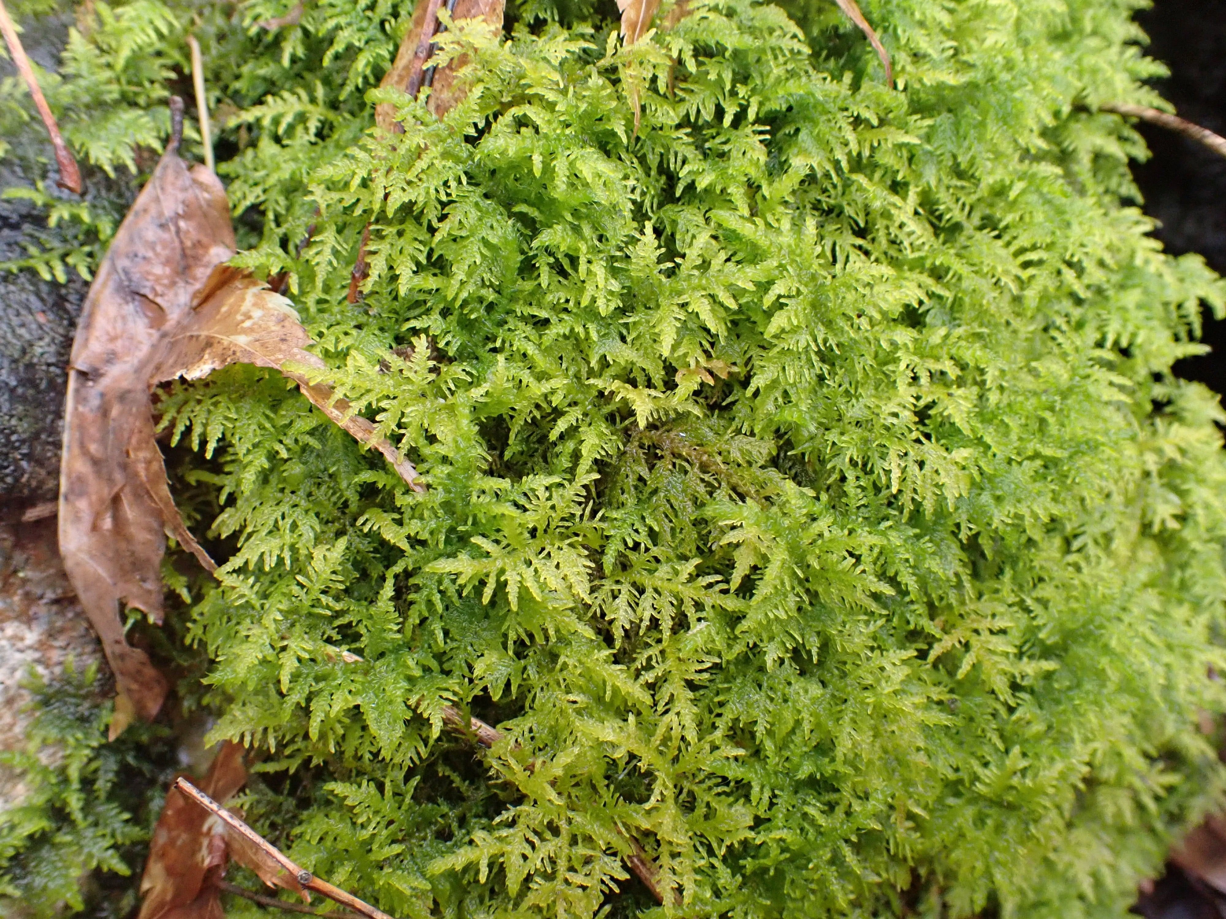 トヤマシノブゴケ セン類 シノブゴケ科｜ひでゆき 星の写真家
