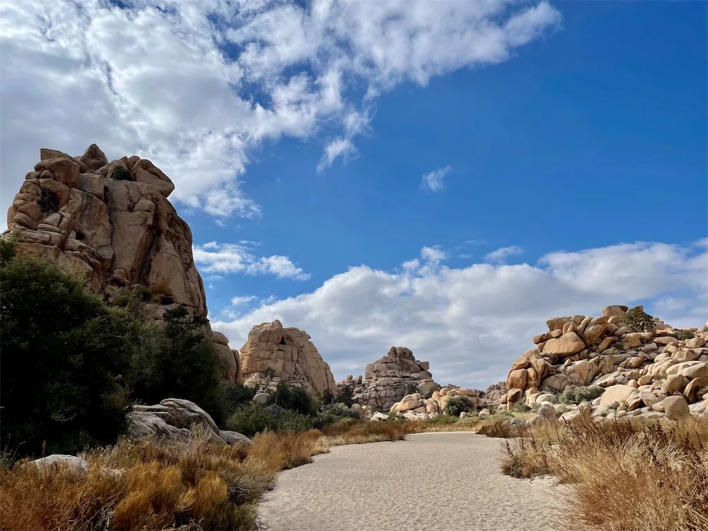 2023 Joshua Tree National Park (4)｜tksktksk
