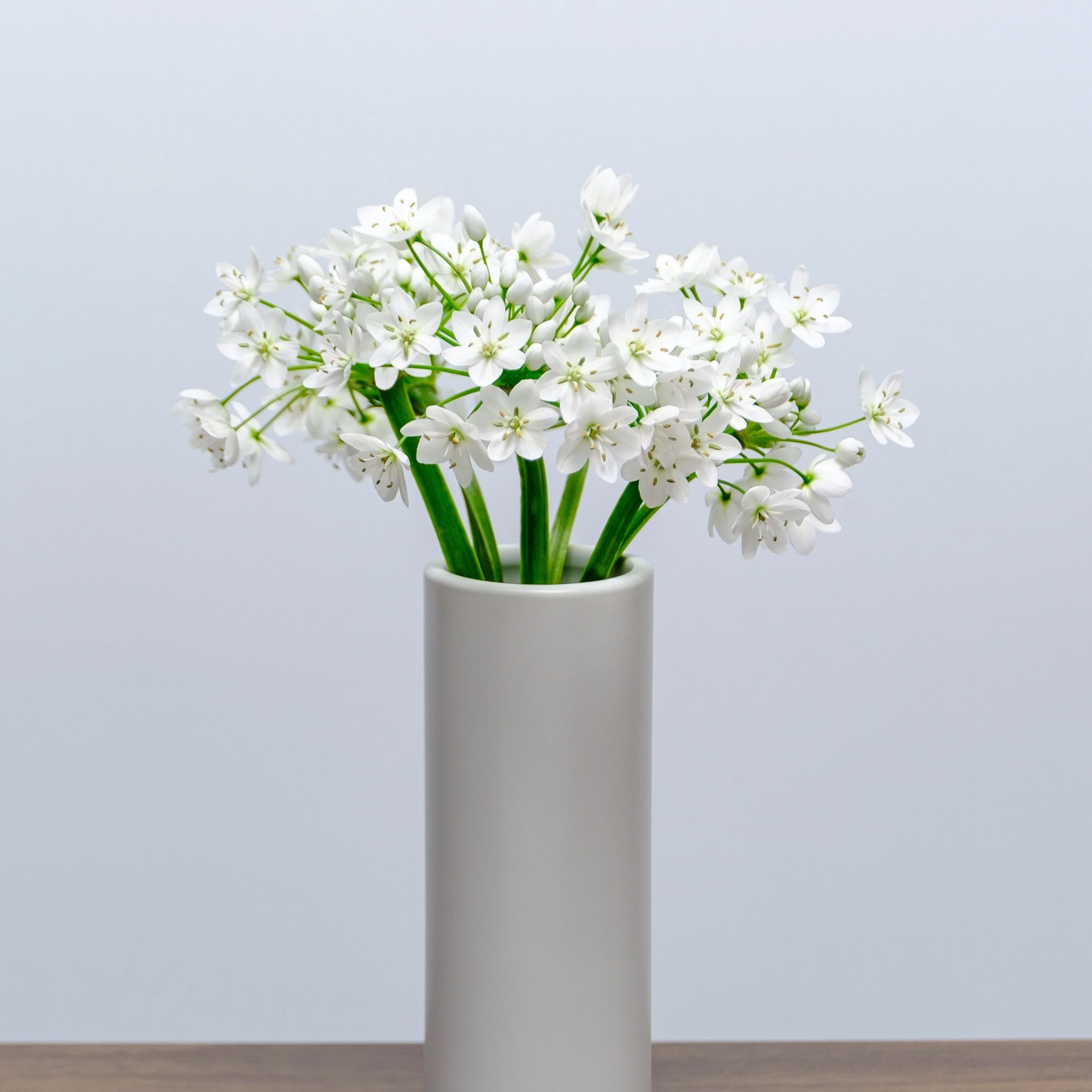 花業界の方へ、カラフルコワニーのご提案【染めの花#031】｜タキツネ