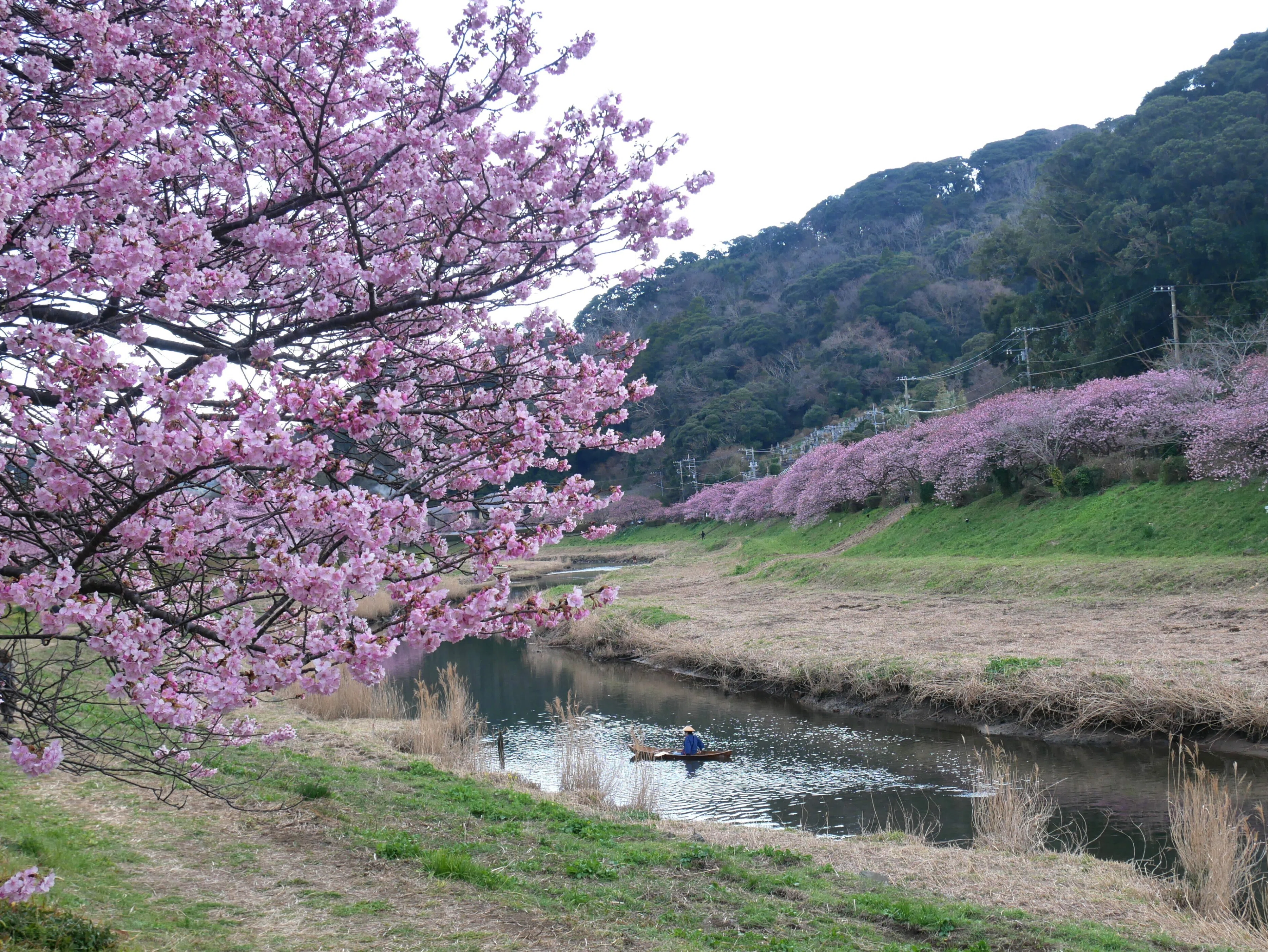 379 the 南国！すっかり春めく南伊豆・みなみの桜と菜の花まつり｜揺蕩