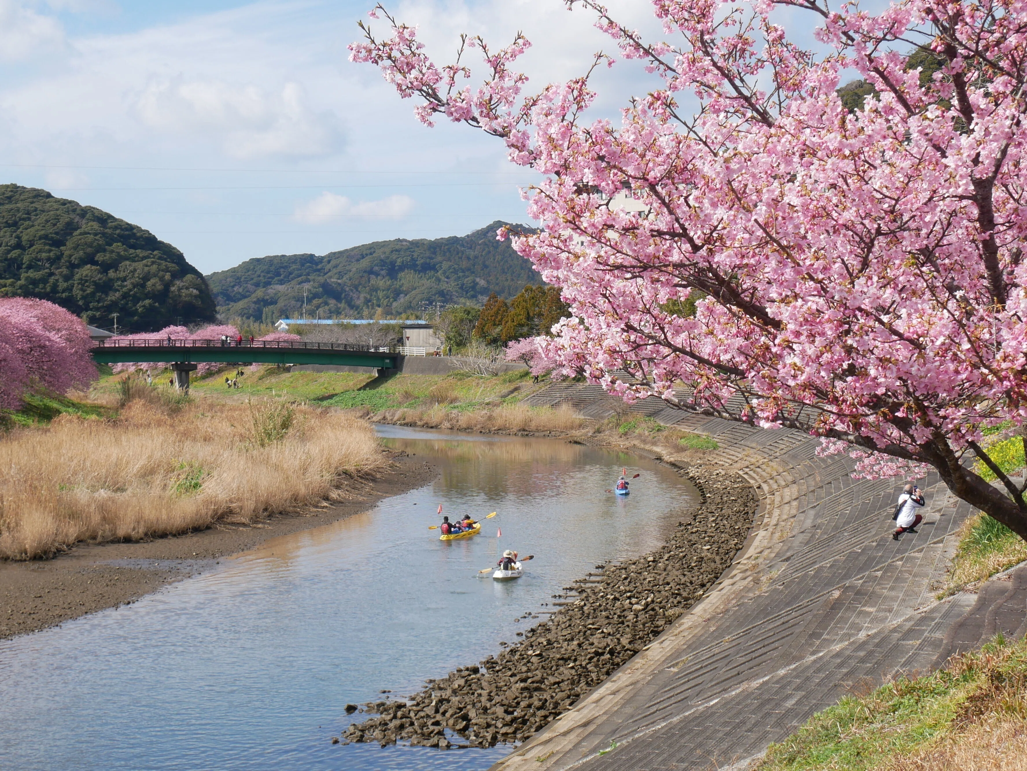 379 the 南国！すっかり春めく南伊豆・みなみの桜と菜の花まつり｜揺蕩