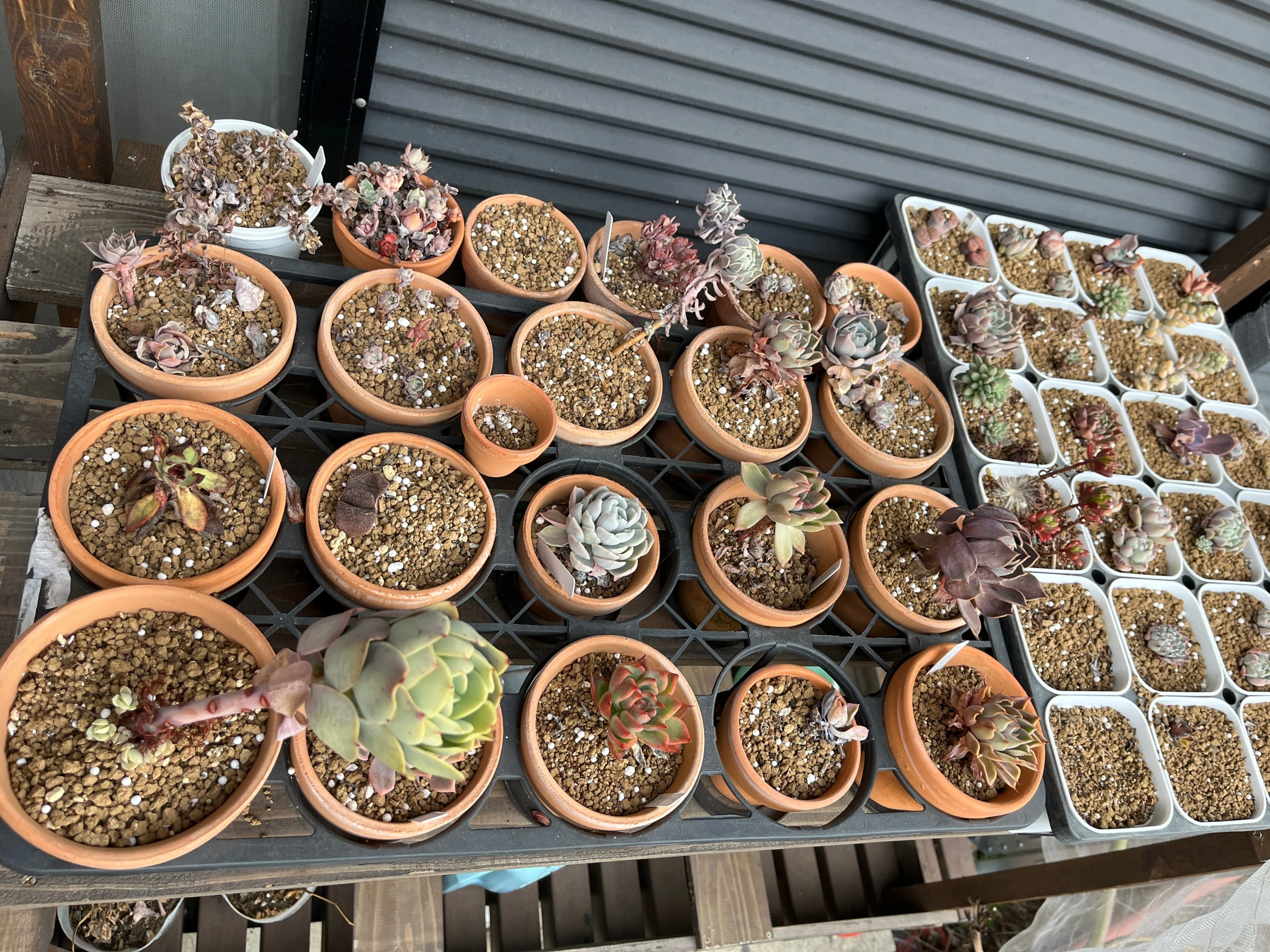 テラスの植物-多肉植物、ビカクシダ、ハオルチア-(2024.2.15)｜NAKADA