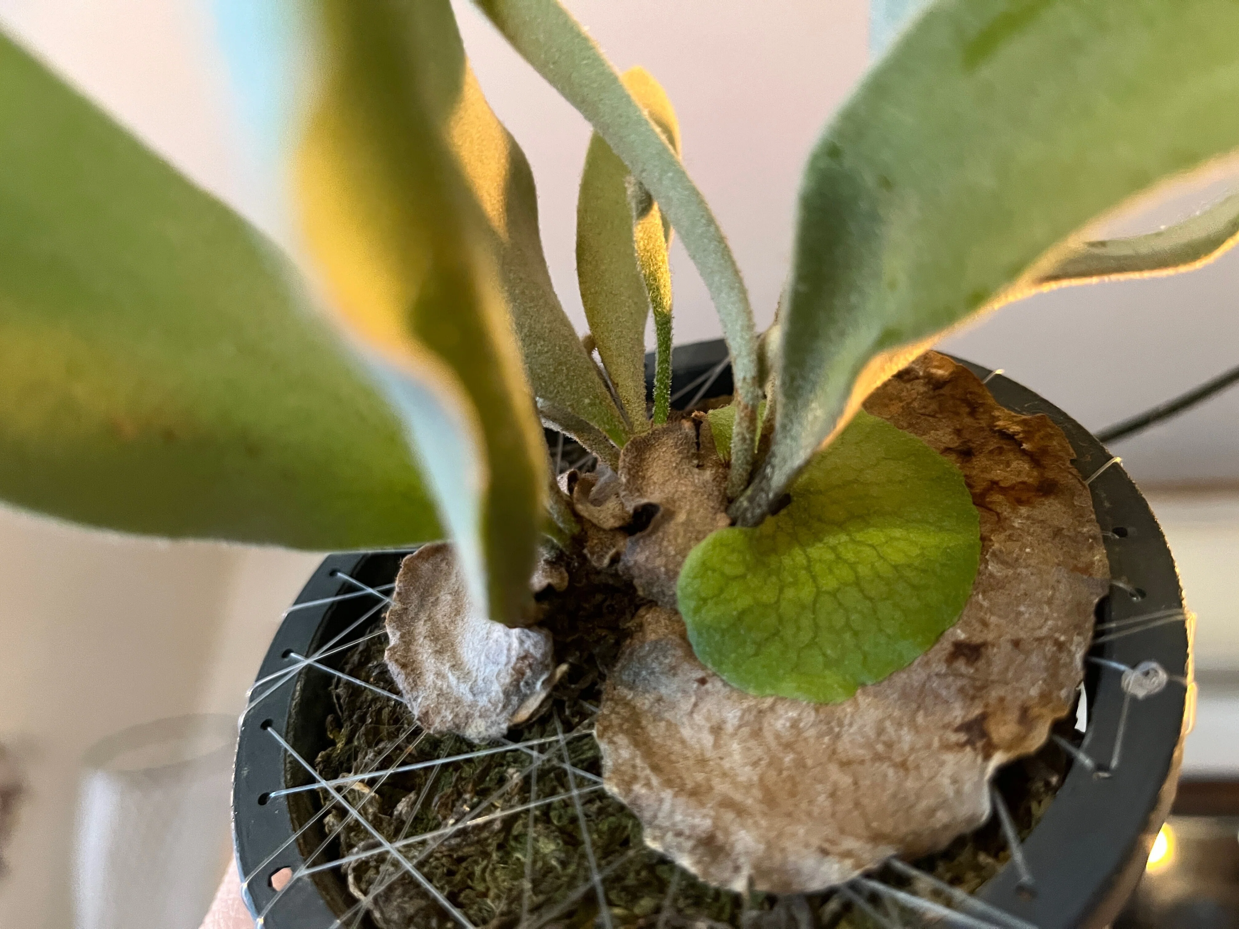 テラスの植物-多肉植物、ビカクシダ、ハオルチア-(2024.2.15)｜NAKADA
