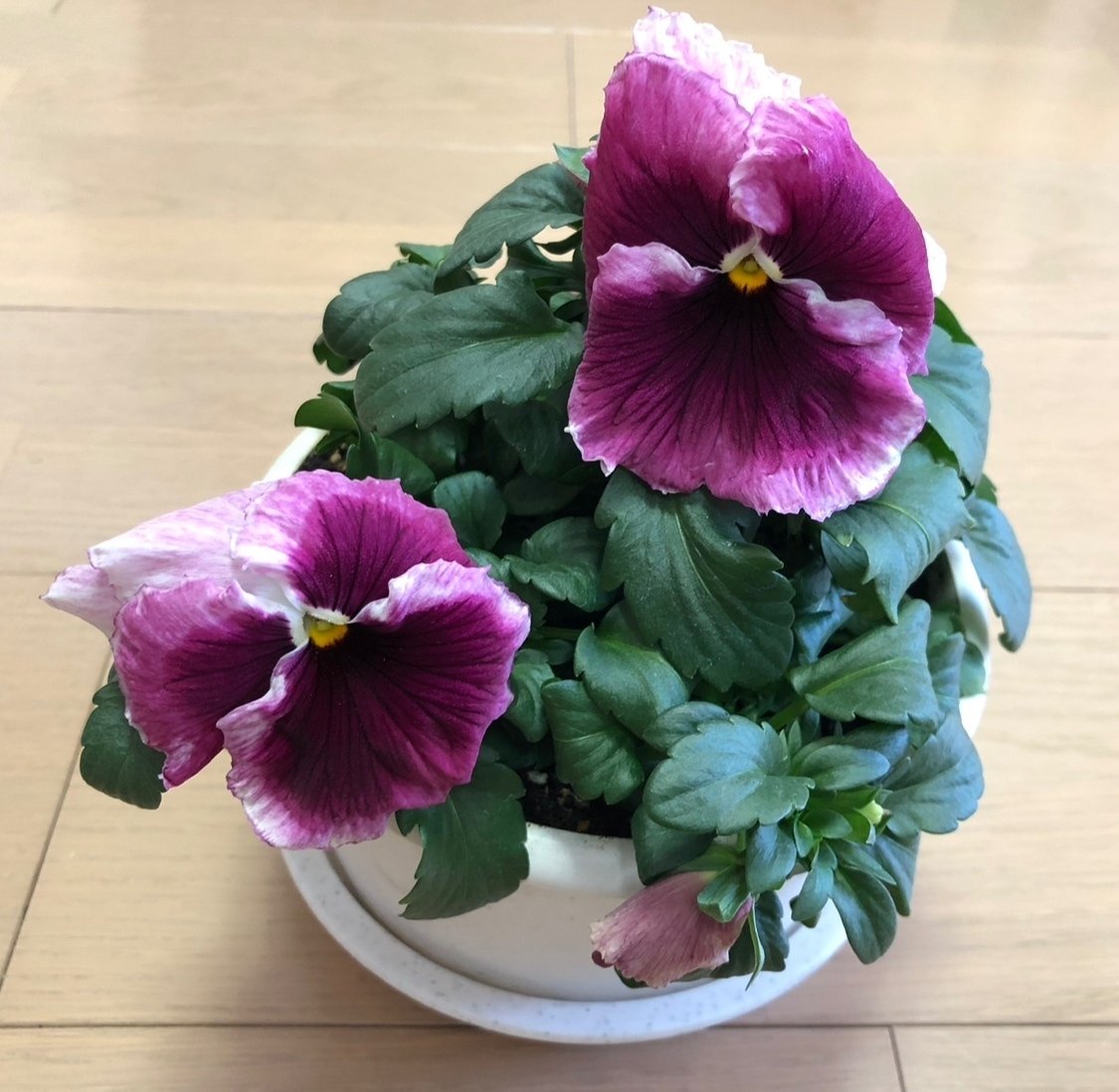 パンジー１号様　おまとめ パンジービオラ総まとめ（2025年の記録）  11月〜3月完結