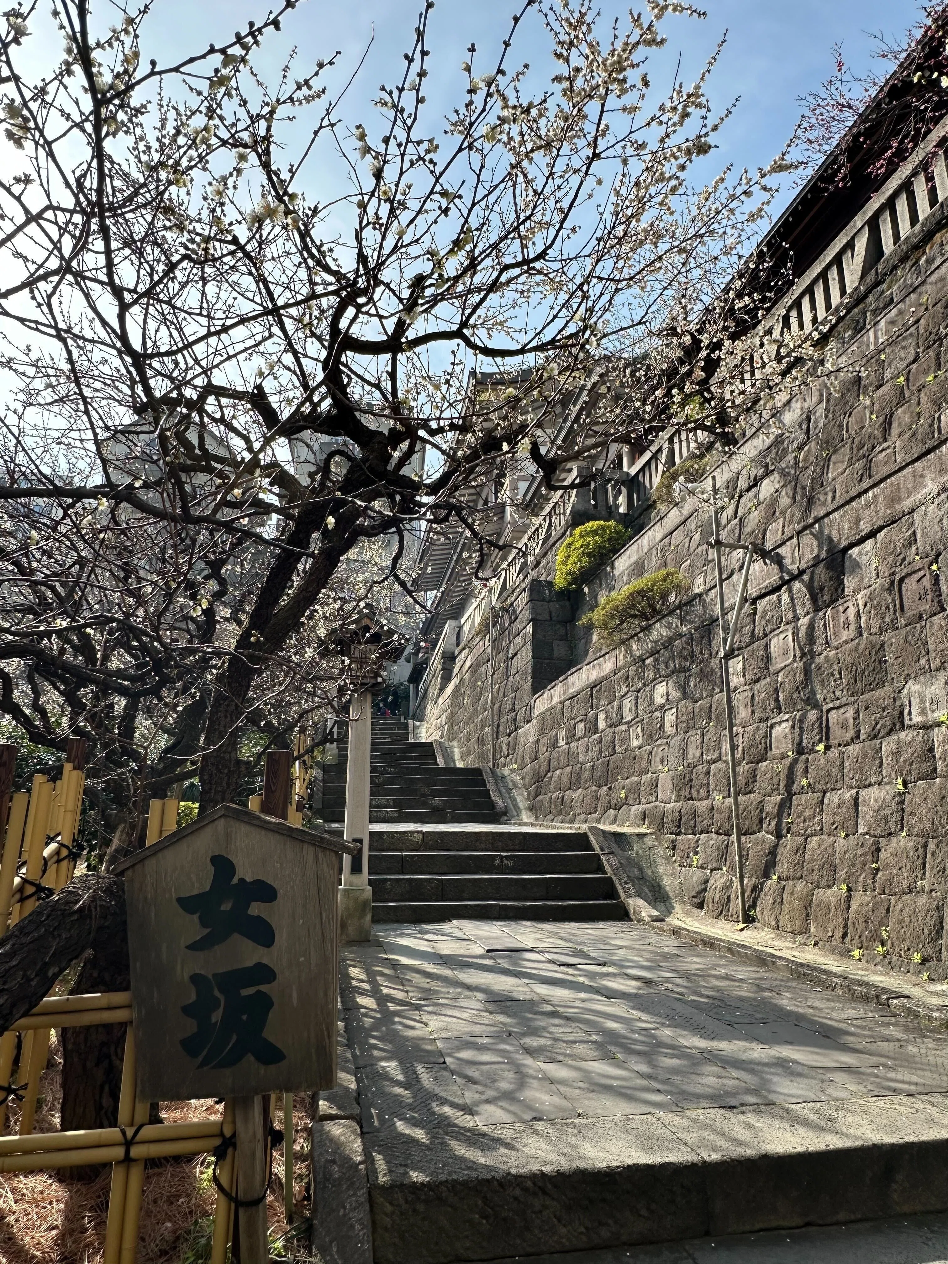 第67回 湯島天神梅まつり（2月15日撮影）｜上野案内所