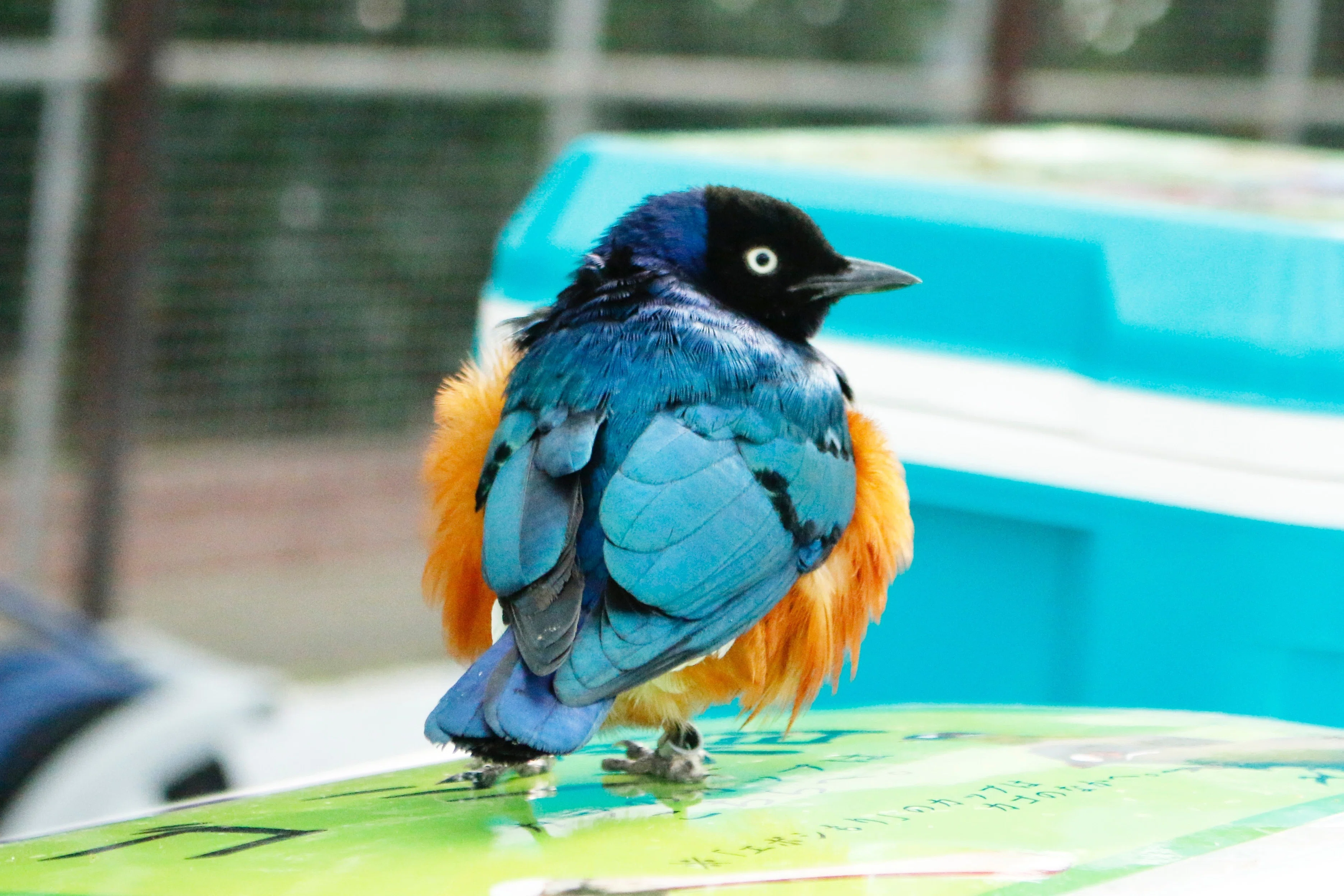 掛川花鳥園スタッフのゆるゆる自由研究 【青い天使の恋?】｜ブンイチ