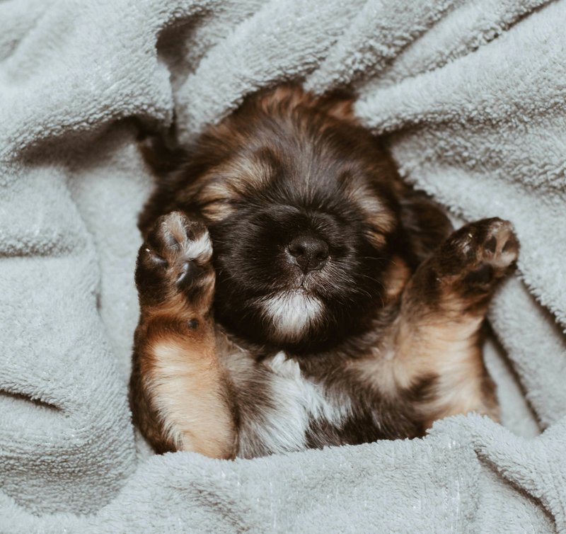 黒っぽい子犬が毛布にくるまり仰向けで寝ている画像