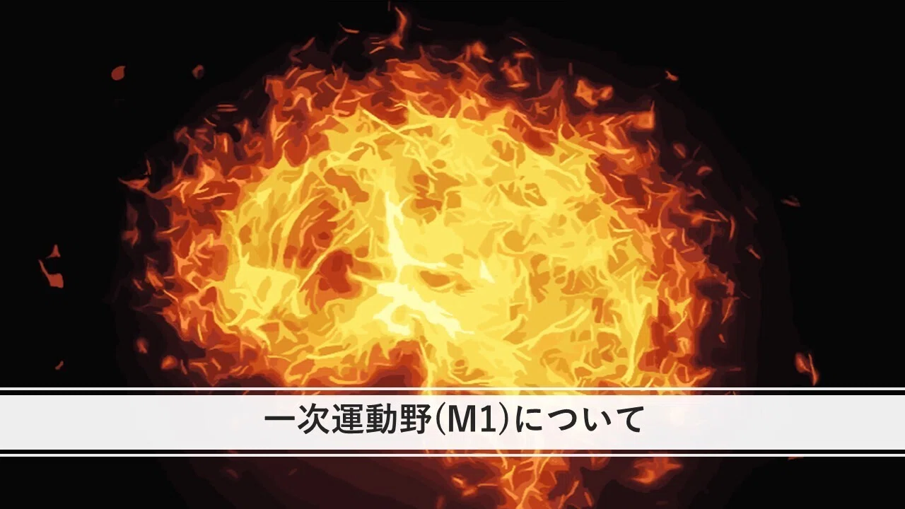 一次運動野(M1)について｜くろ 作業療法士