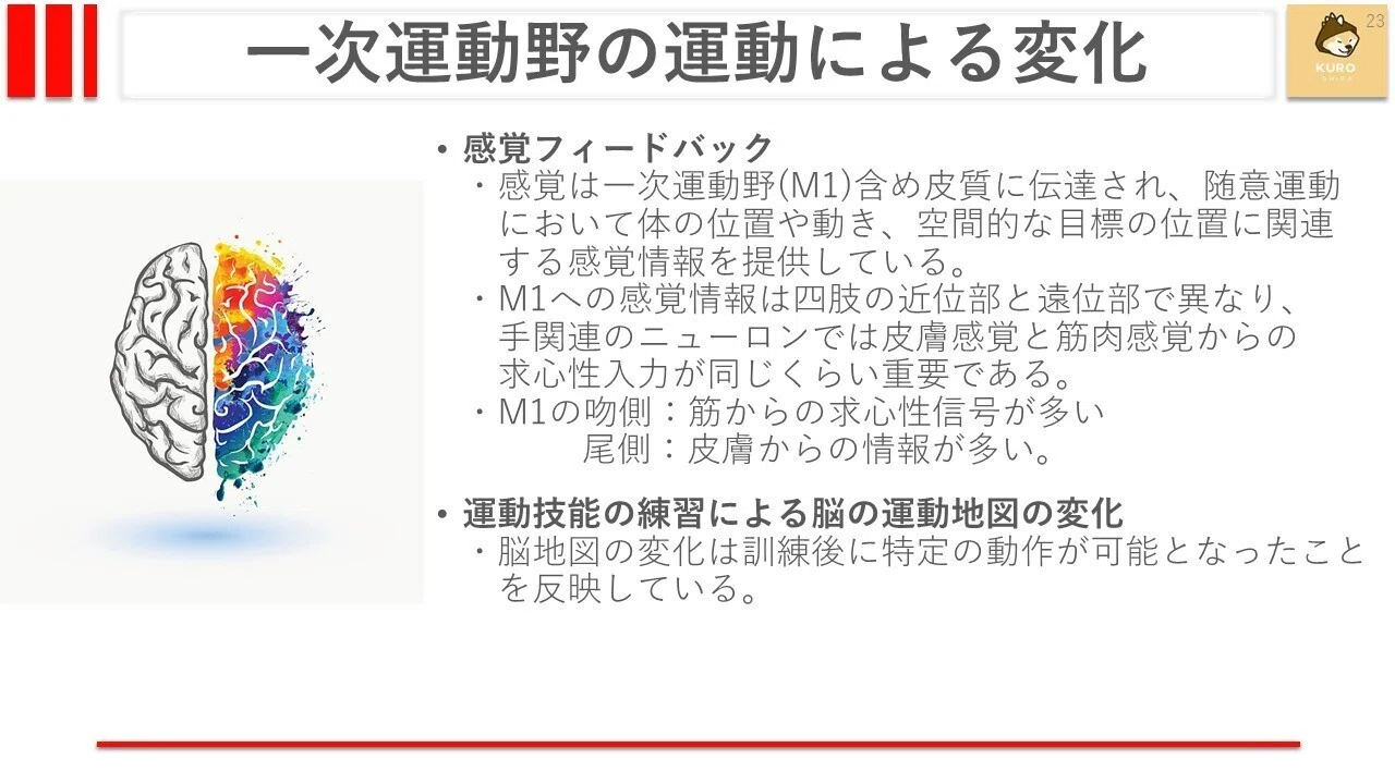 一次運動野(M1)について｜くろ 作業療法士